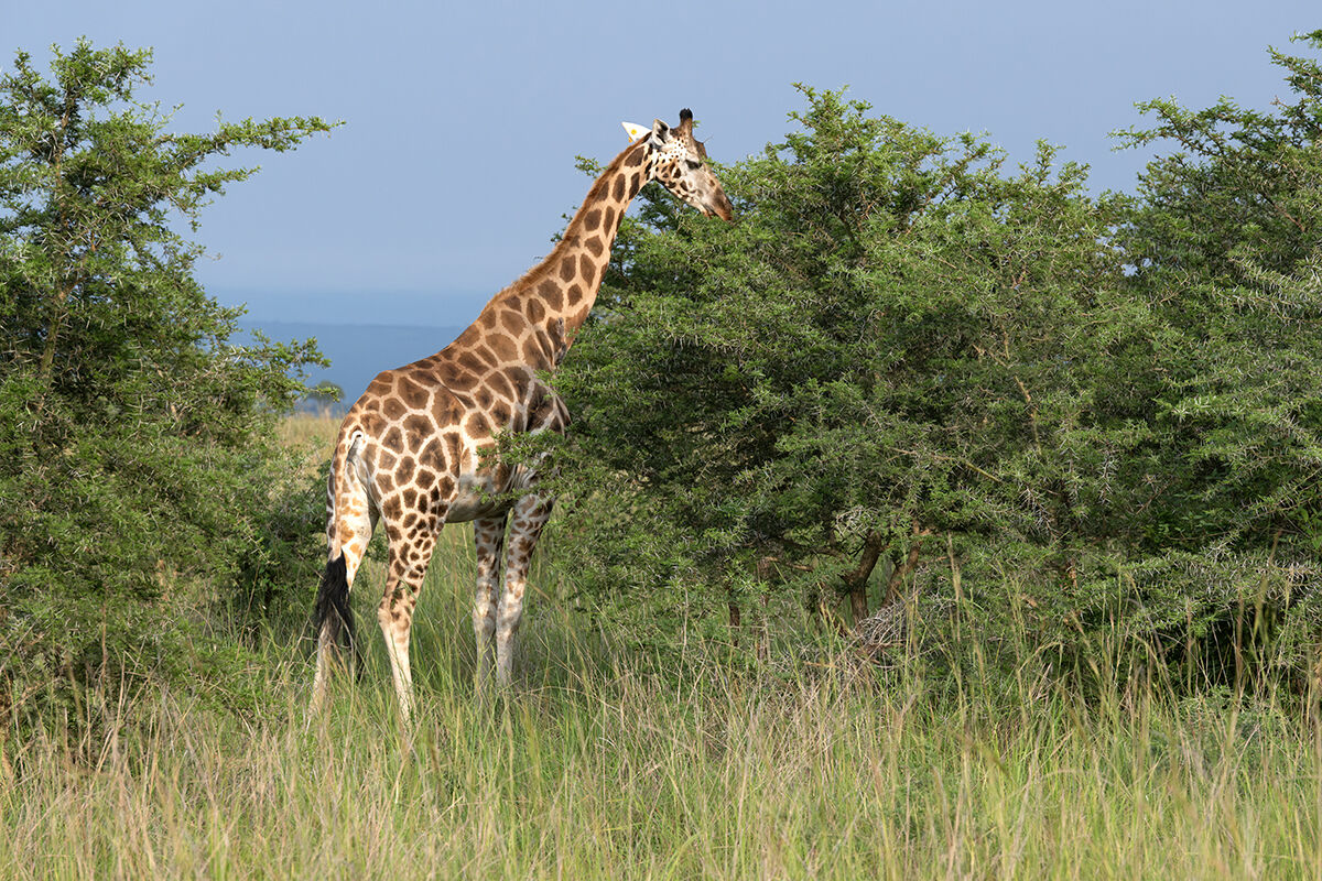 Giraffa di Rothschild