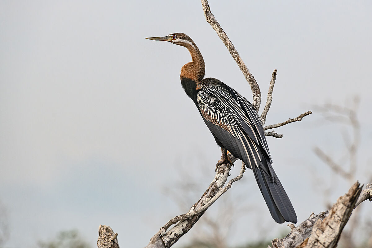 Aninga africana