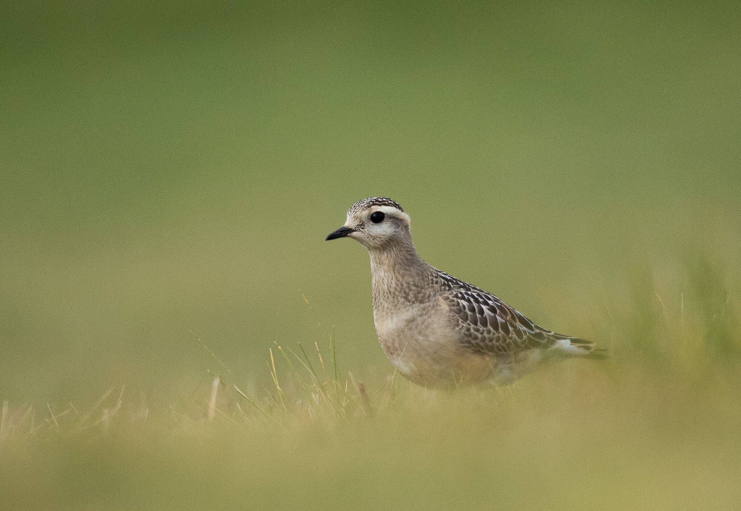 Tortolino plover