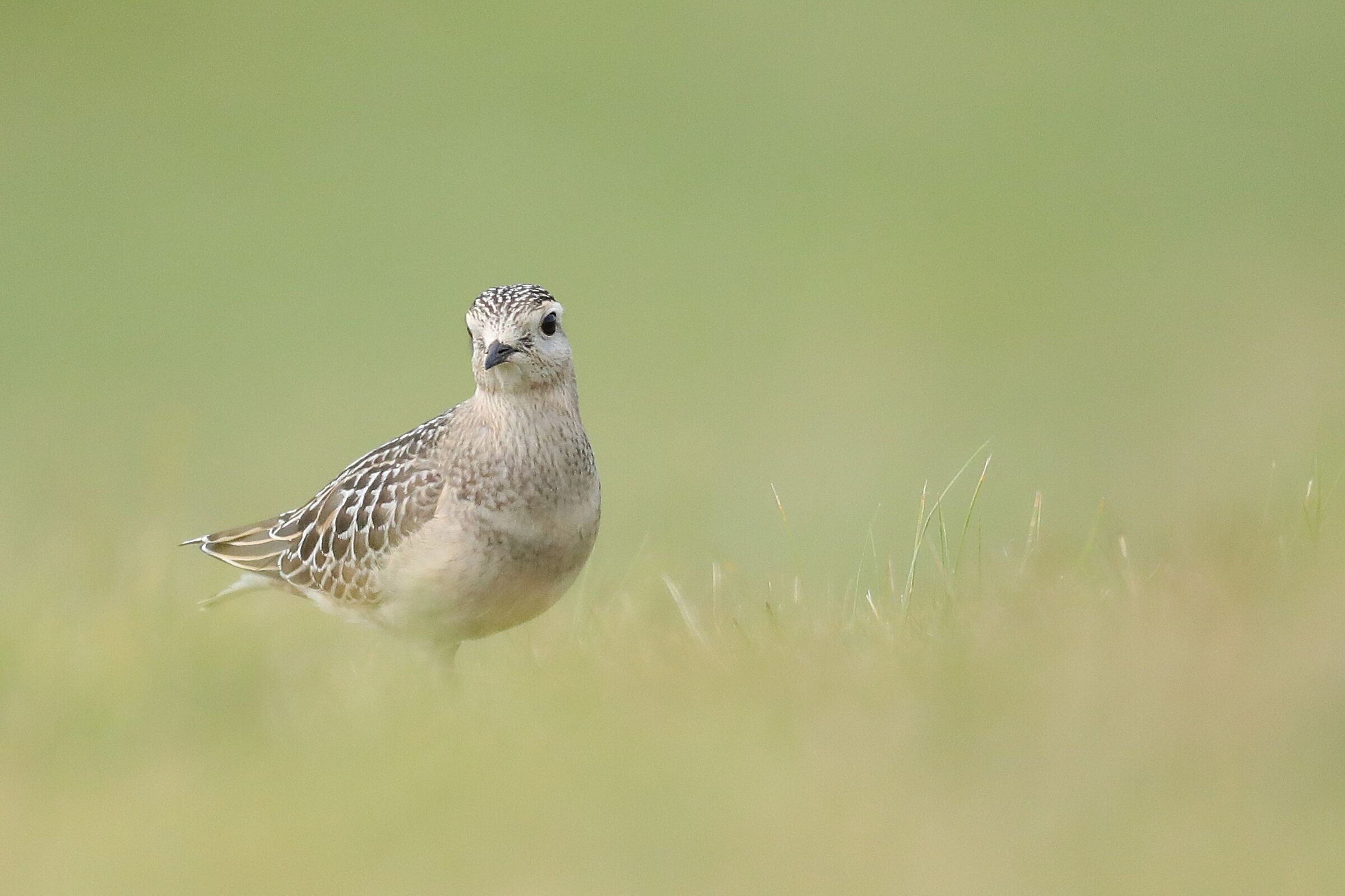 Tortolino plover