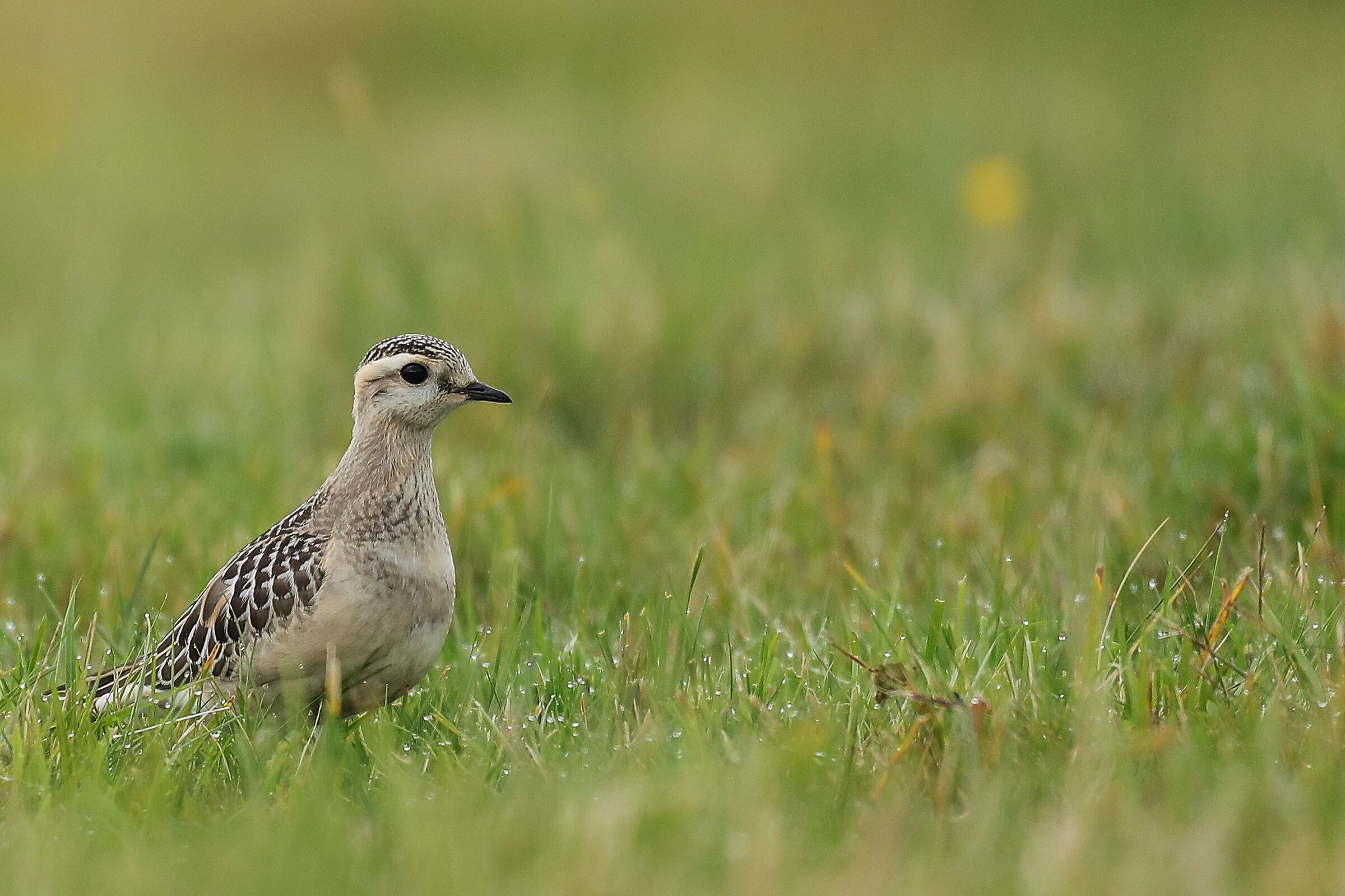Tortolino plover