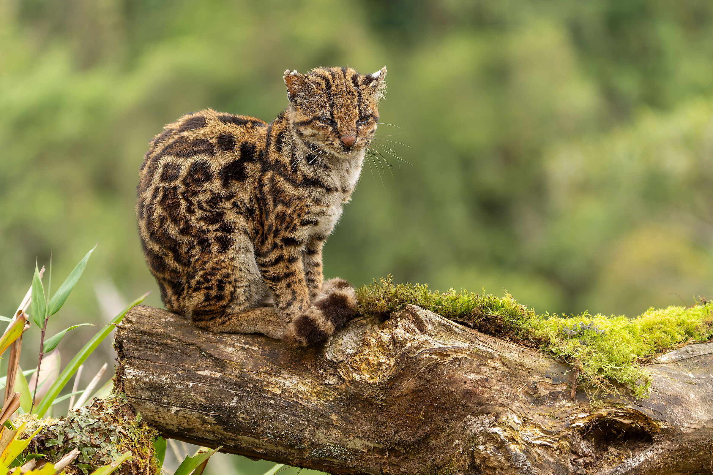 Gatto tigre (Leopardus tigrinus)
