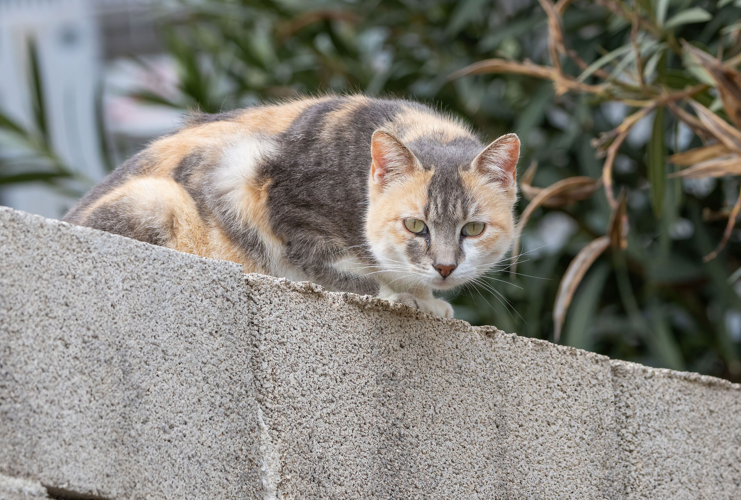Timidona