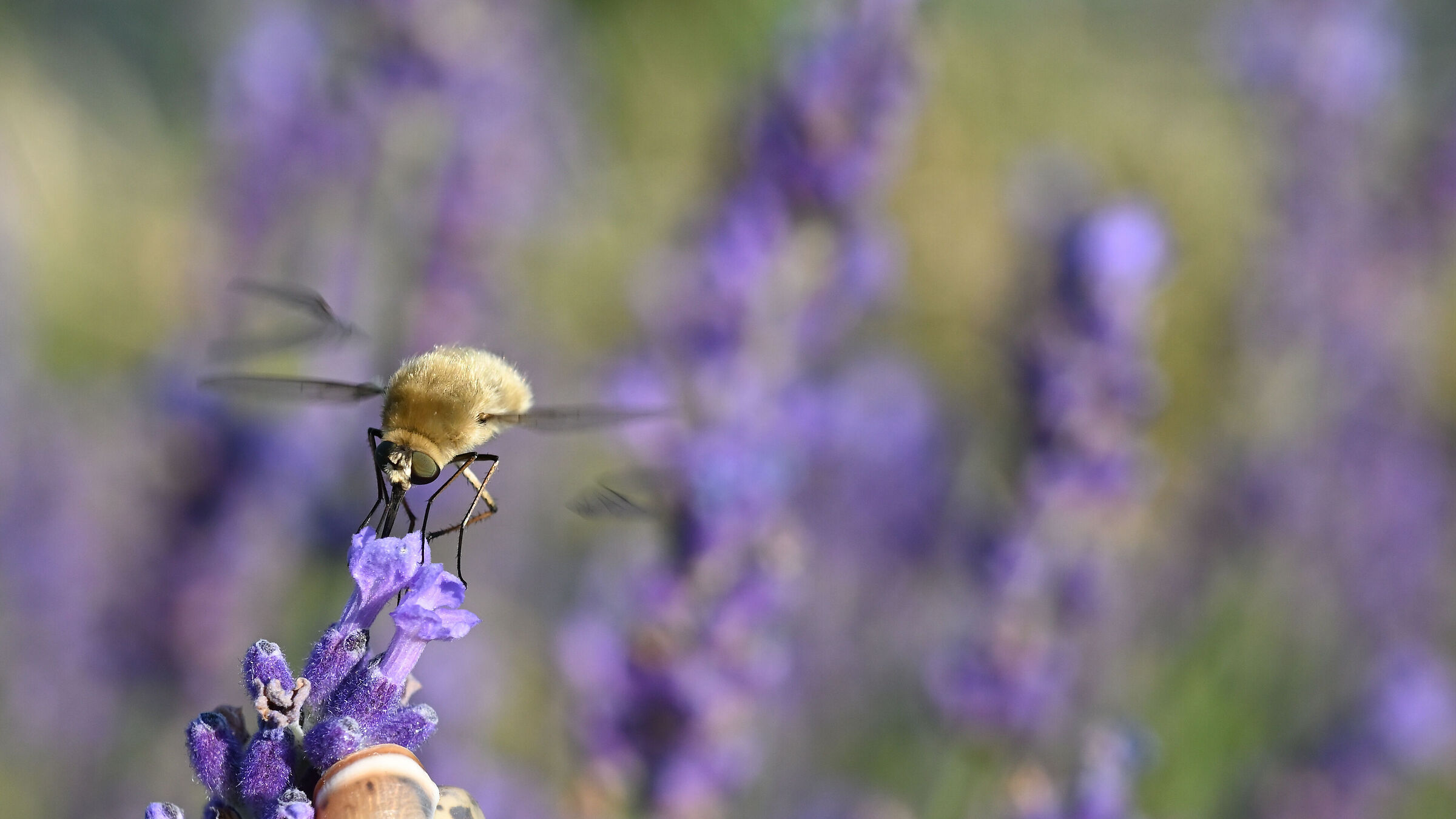 Bombylius Major