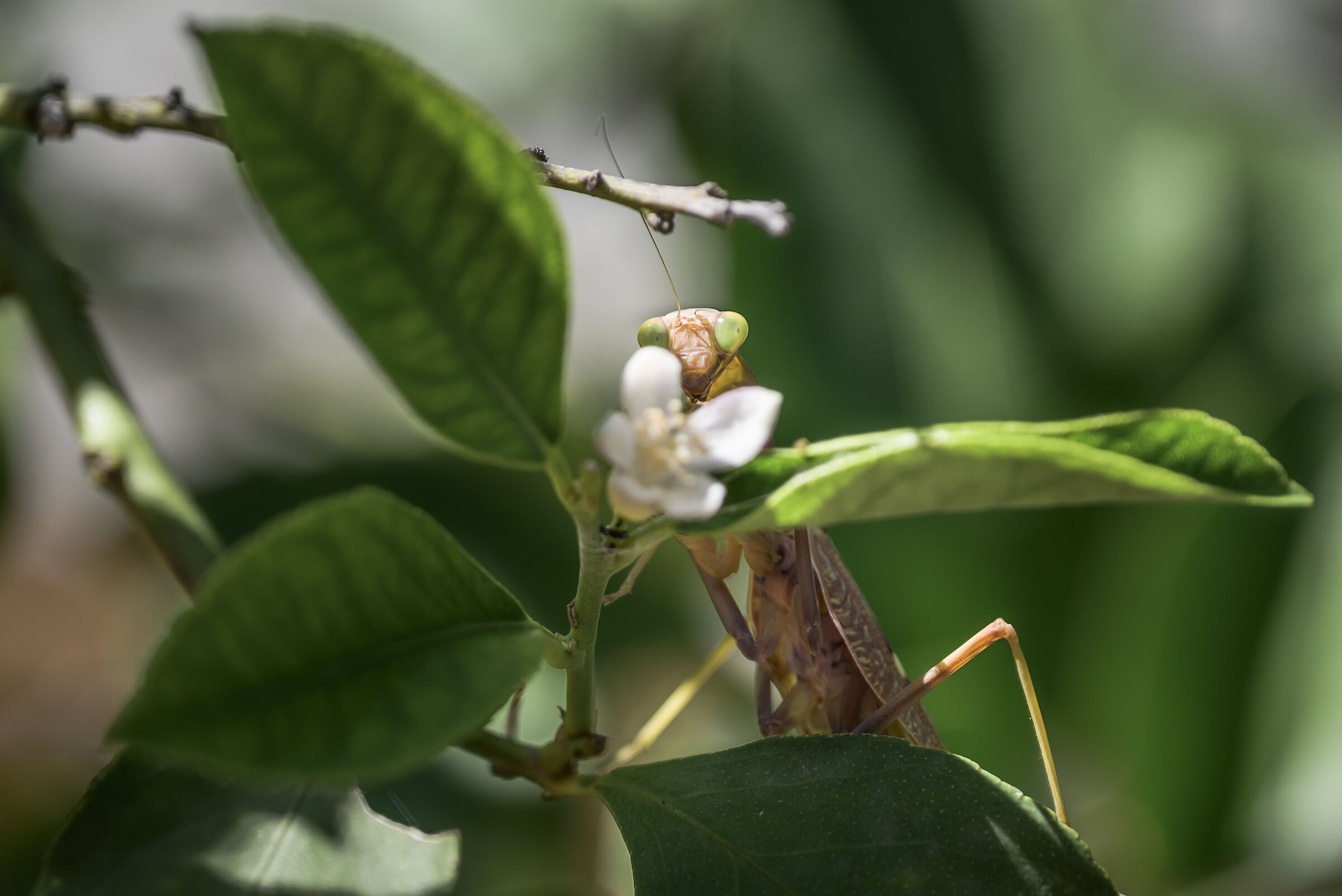 Shy mantis