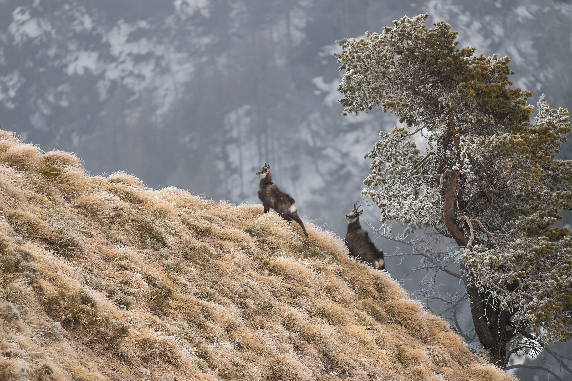 Chamois