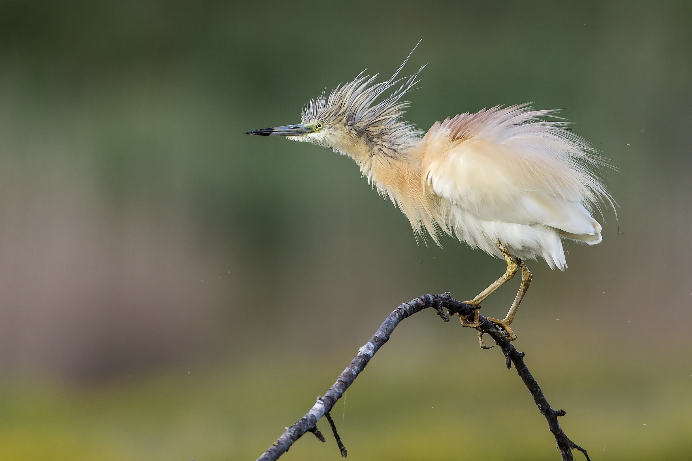 Squacco in aruffamento ......