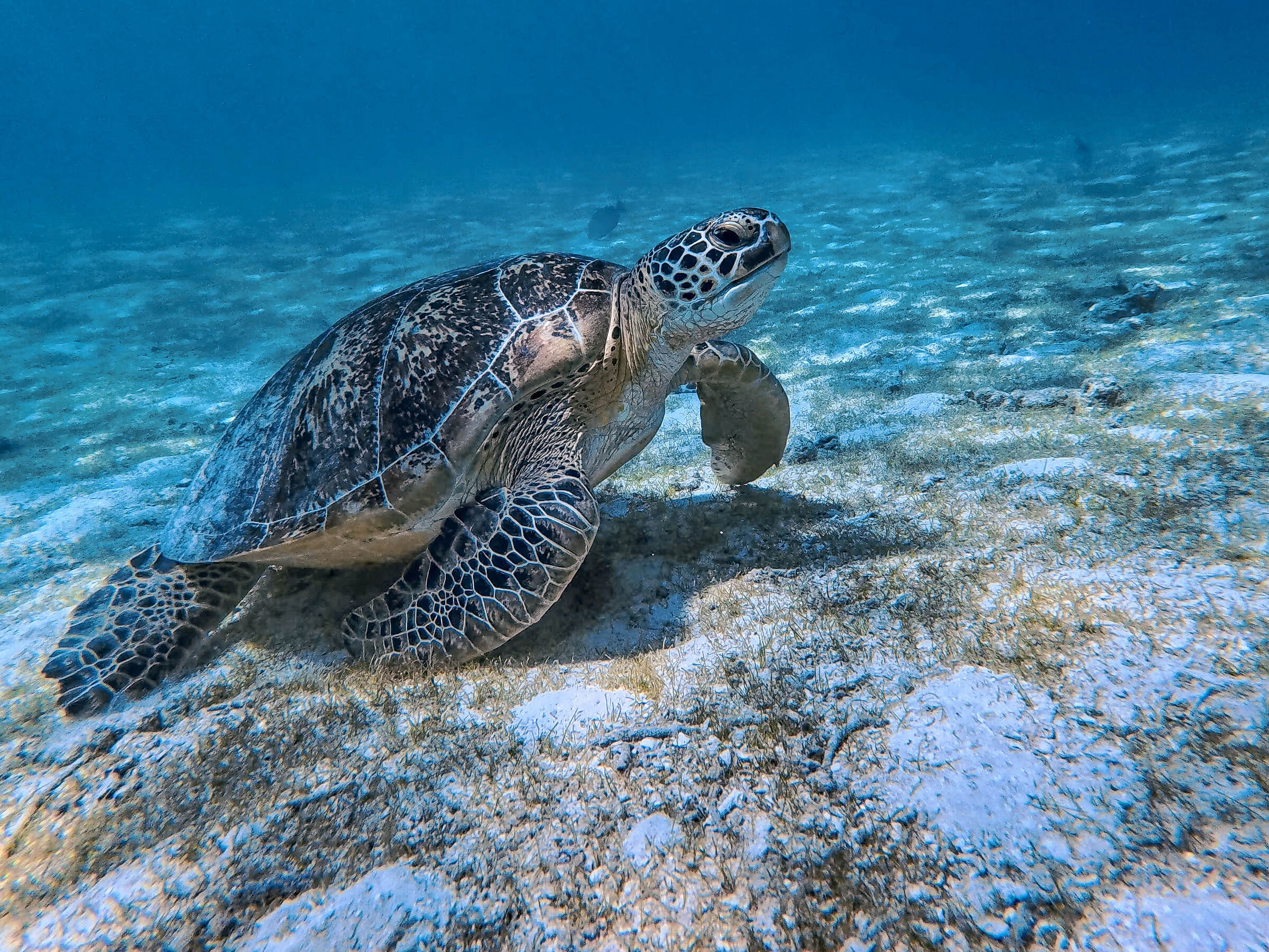 caretta caretta
