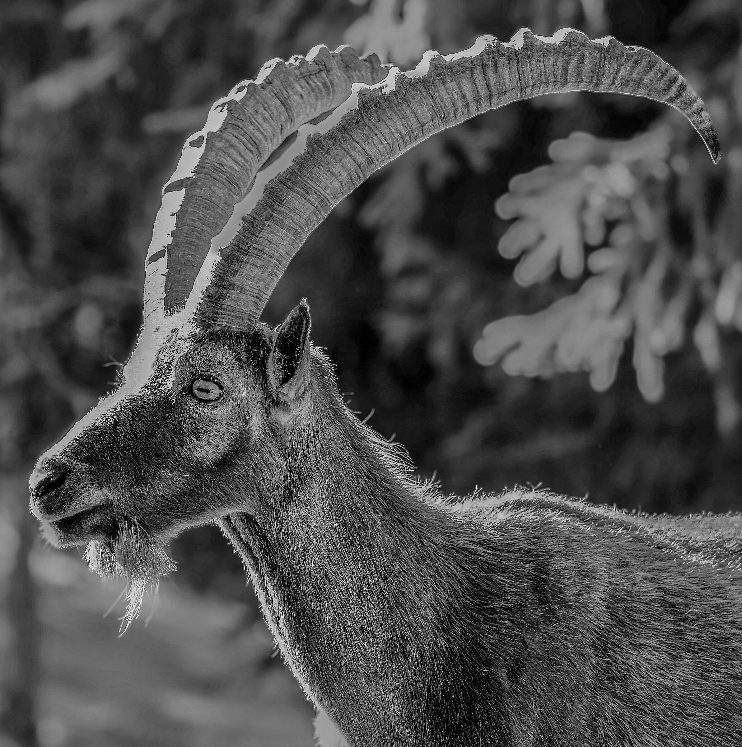 Capra Ibex