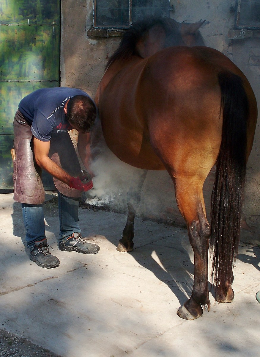 Shoeing