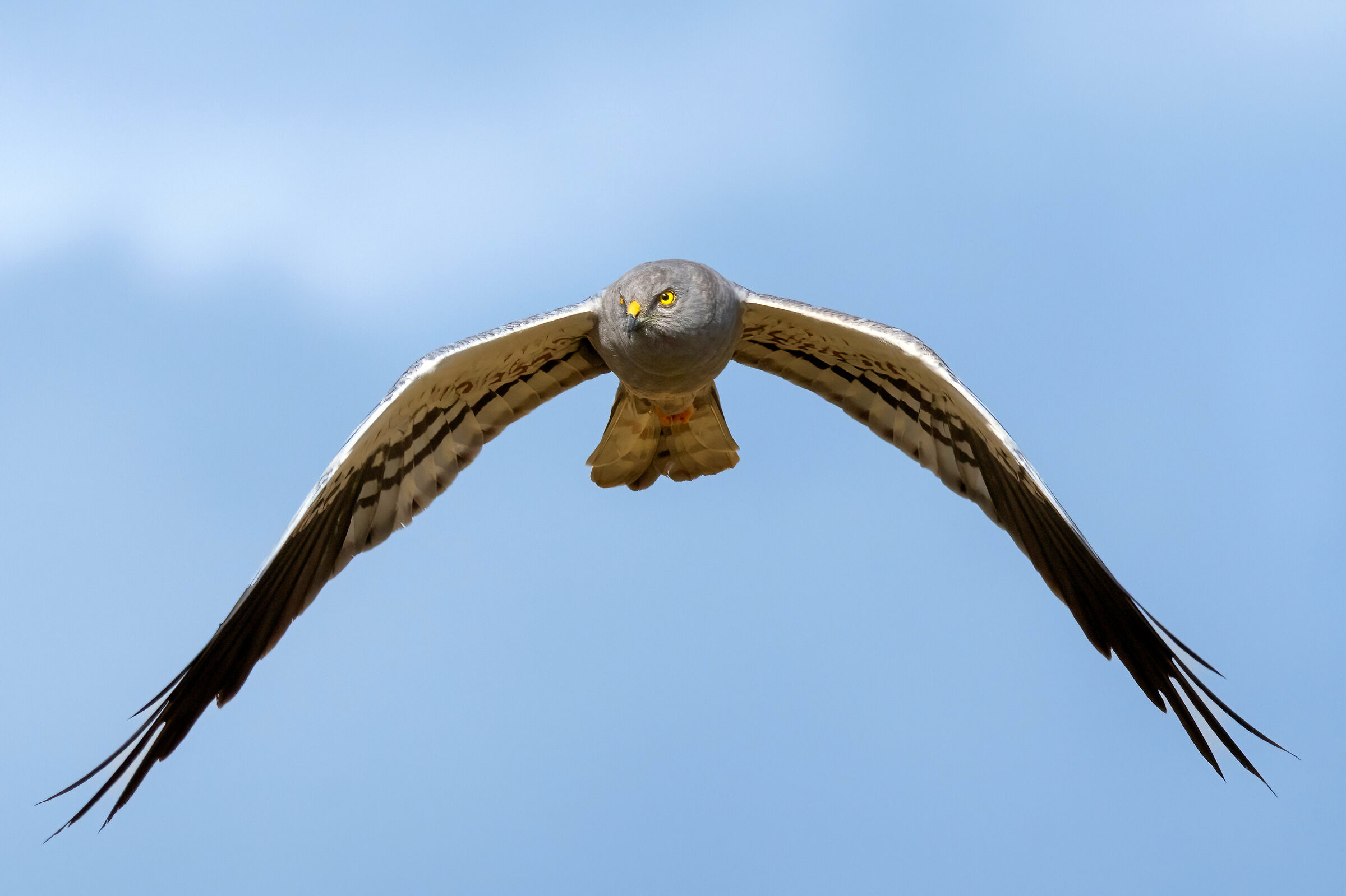 Montagu's Harrier (Circus pygargus) - male