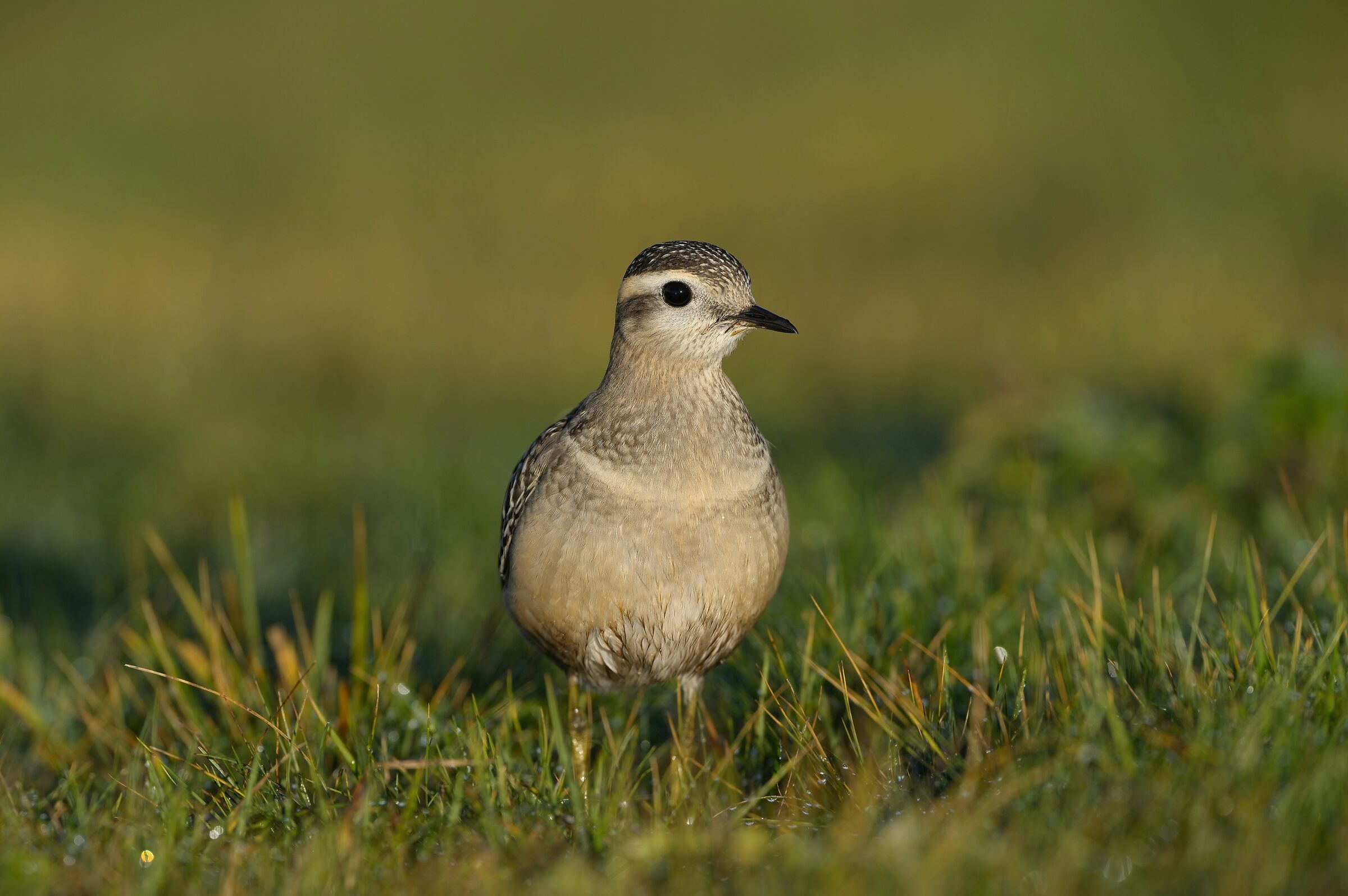 Tortolino Plover