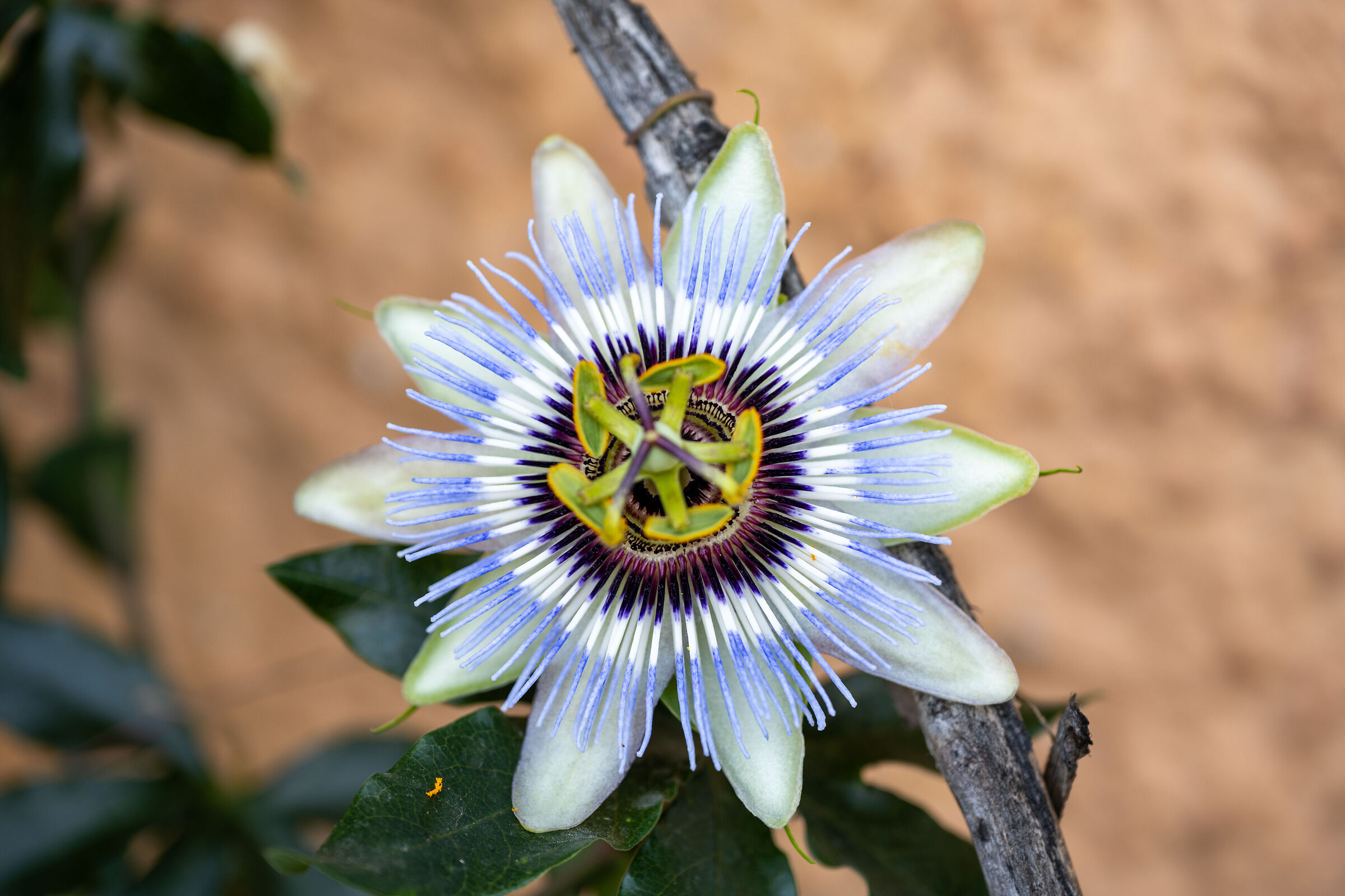 Il fiore della passione