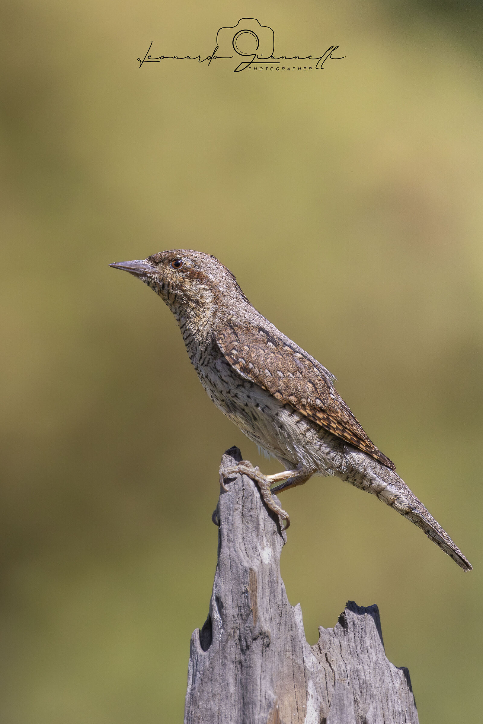 Eurasian Wryneck (Jynx torquilla)
