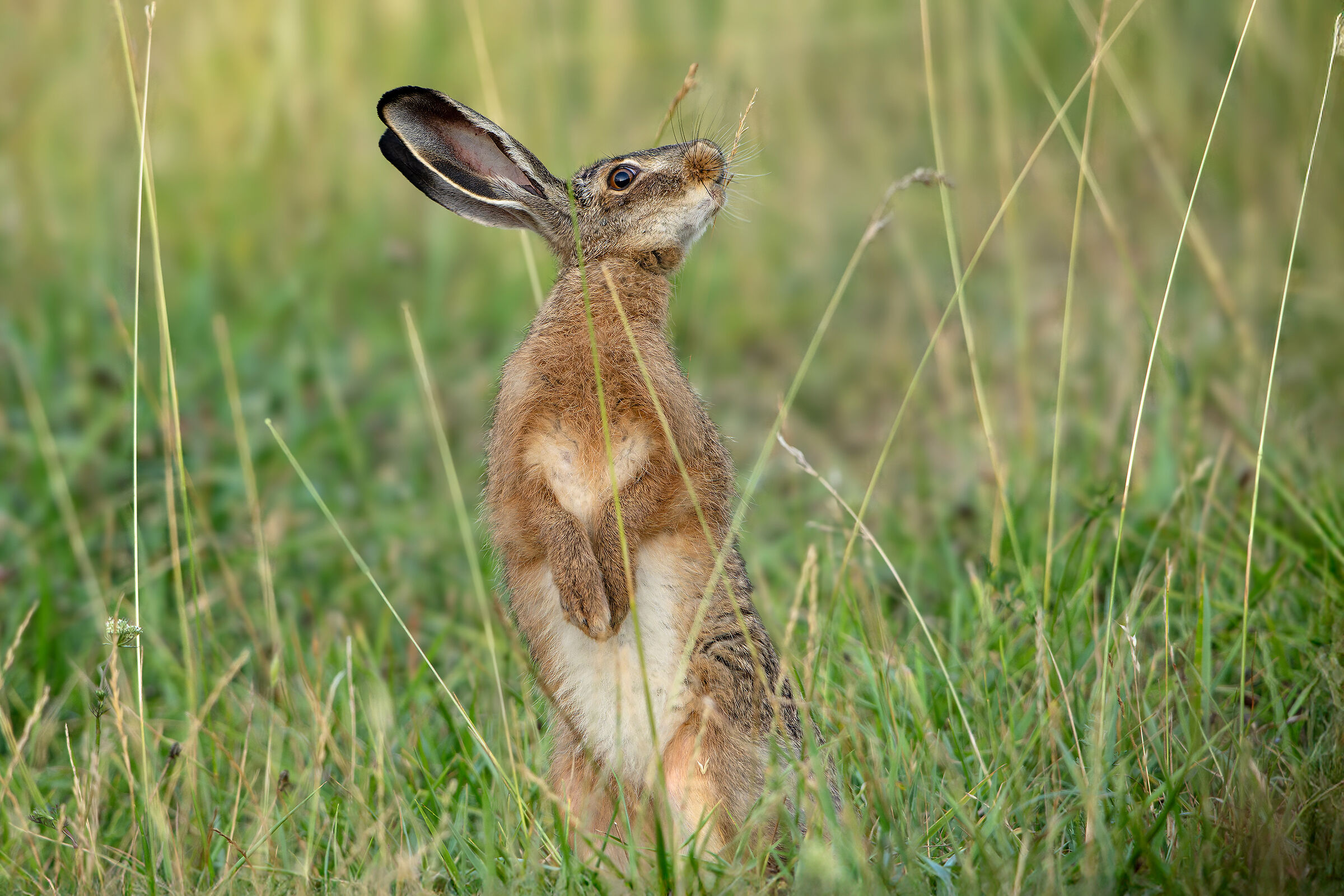 European hare