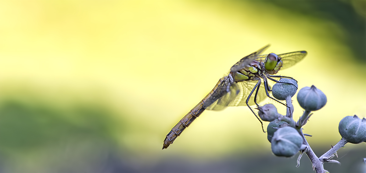 Dragonfly