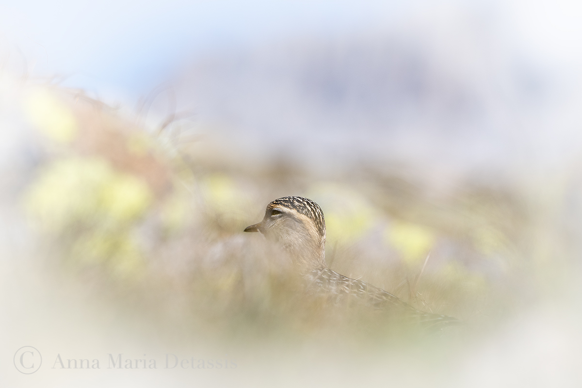 Eurasian Plover (Charadrius morinellus)