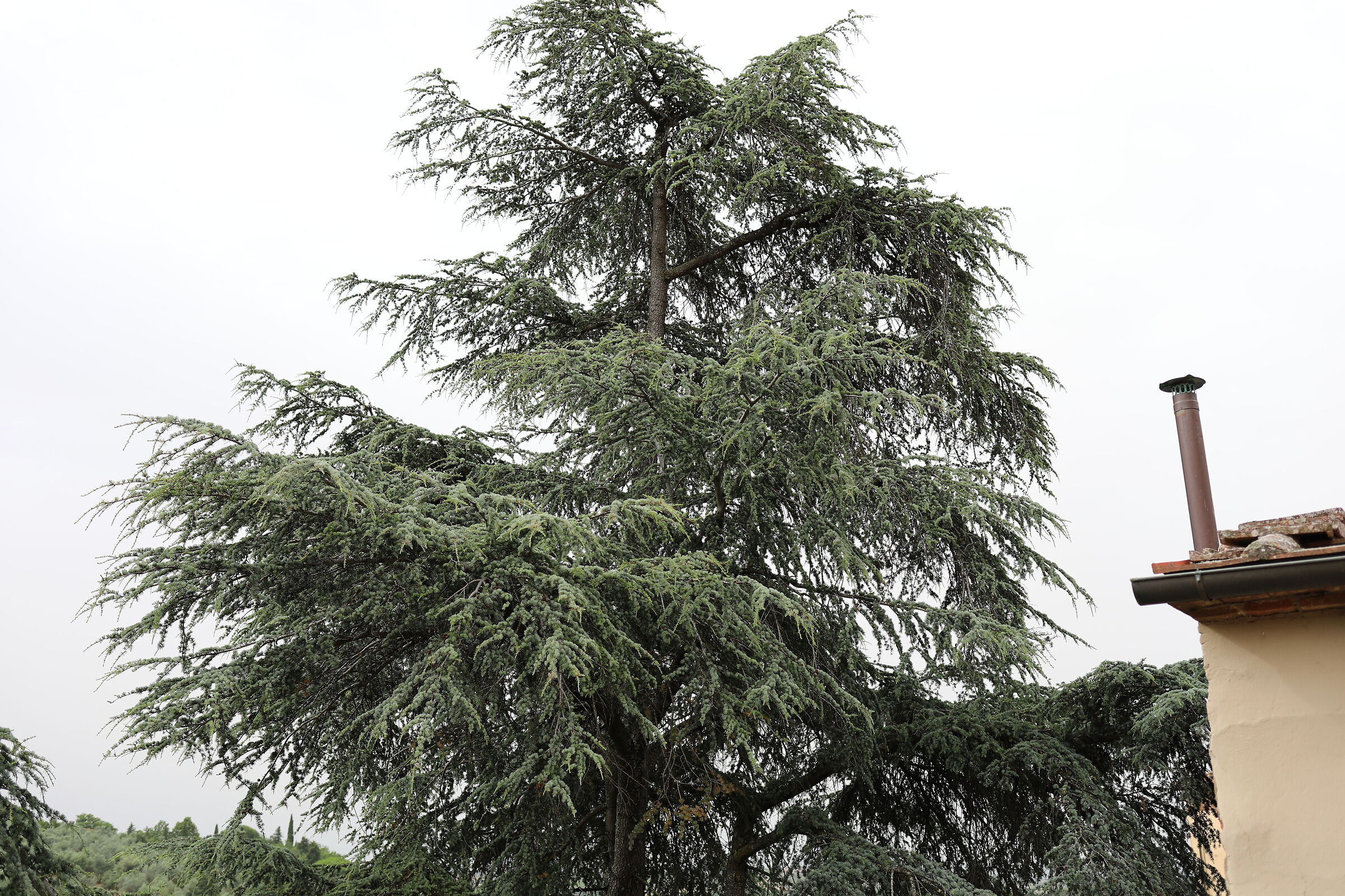 Canon 5 D IV, 35, F.2 IS USM