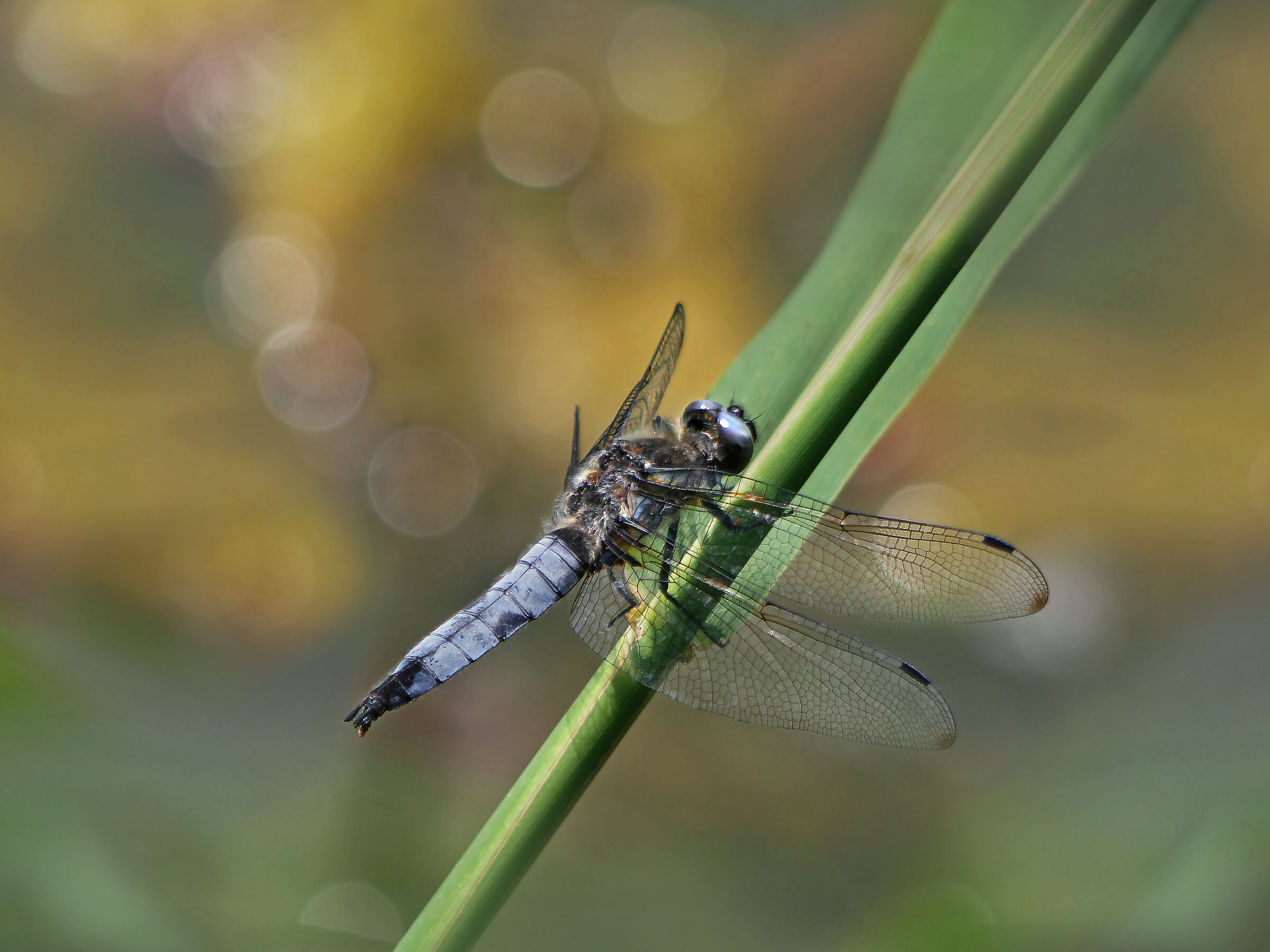 Orthetrum albistylum