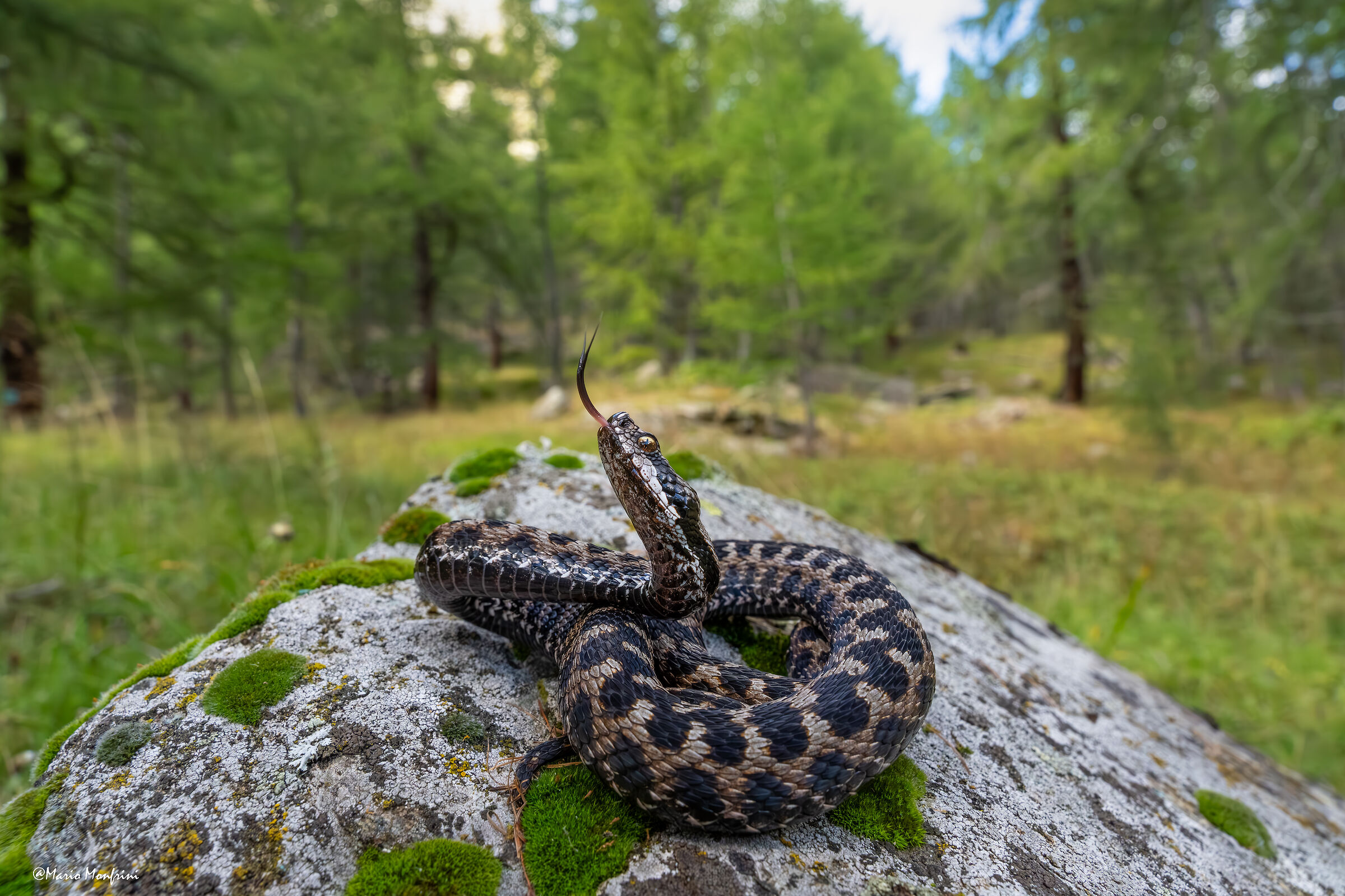 Vipera aspis aspis