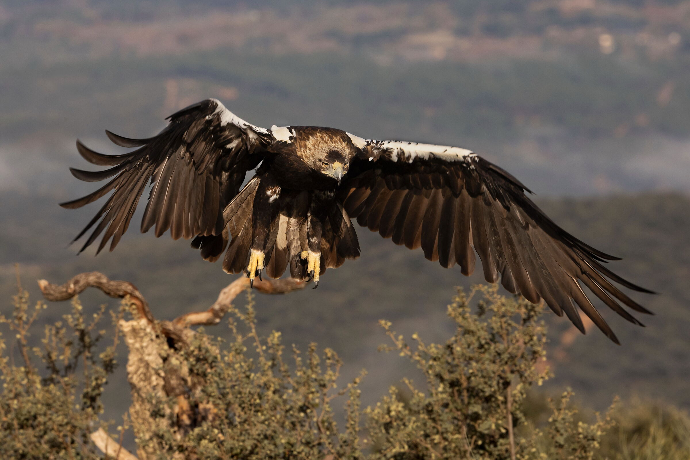 Imperial eagle