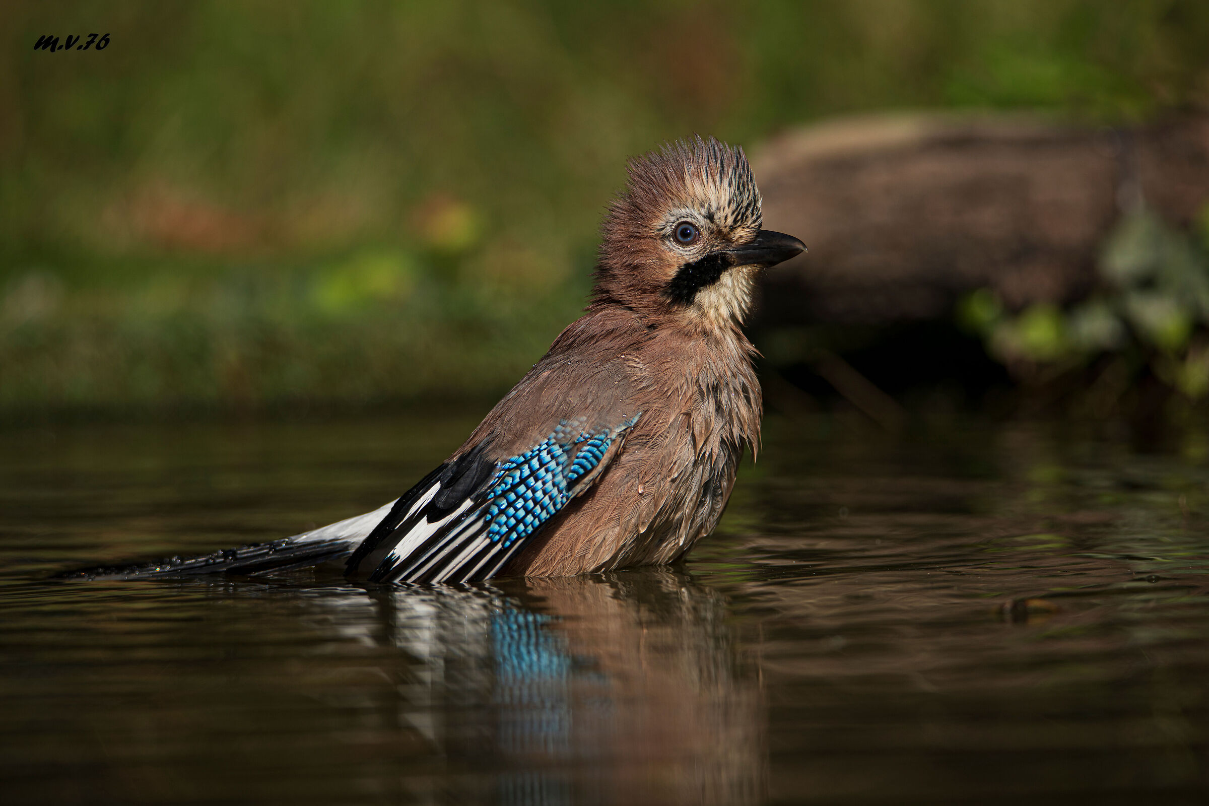 Jay - Garrulus glandarius