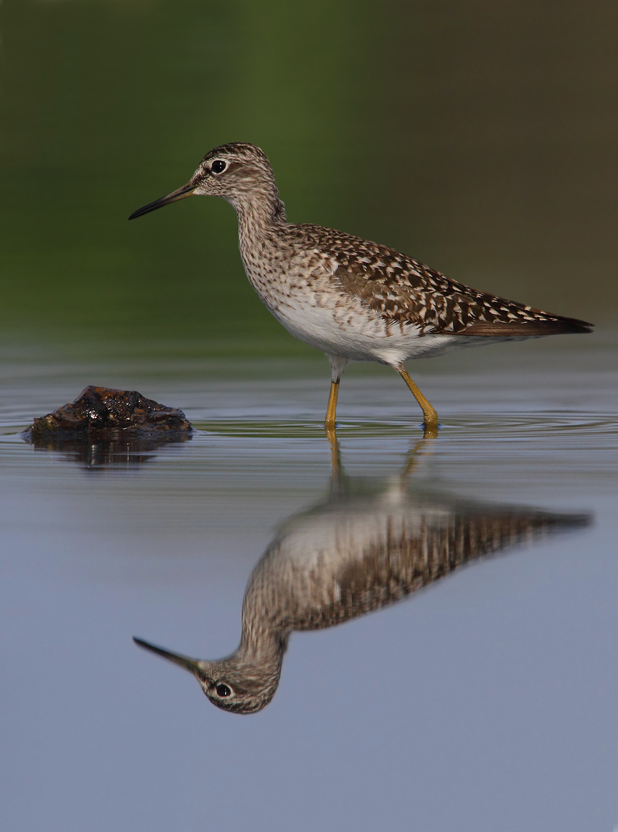 Sandpiper Sandpiper