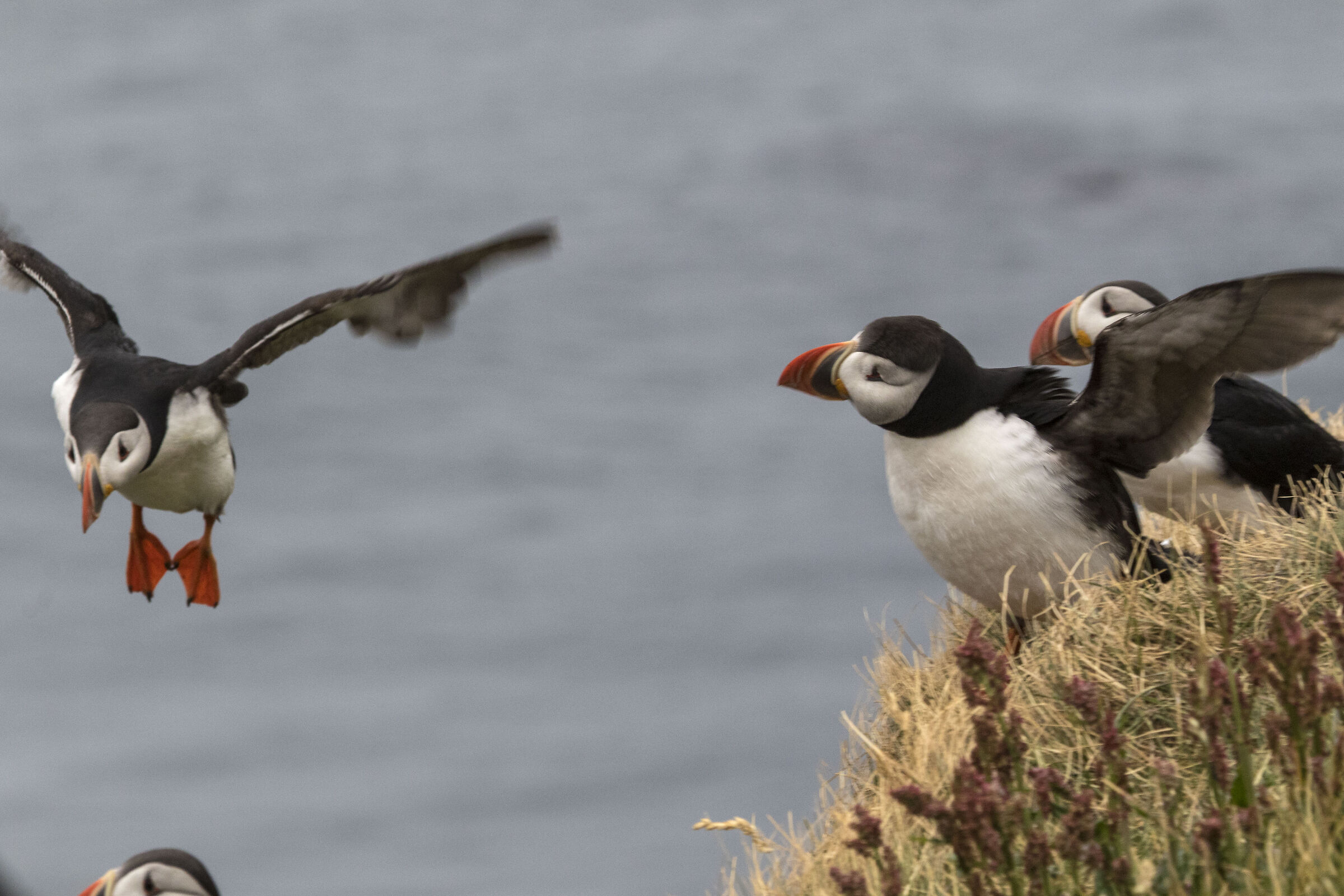 Watch out for landing (Puffin, Iceland)