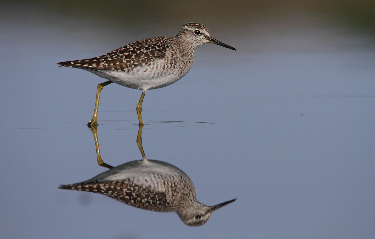 Sandpiper Sandpiper