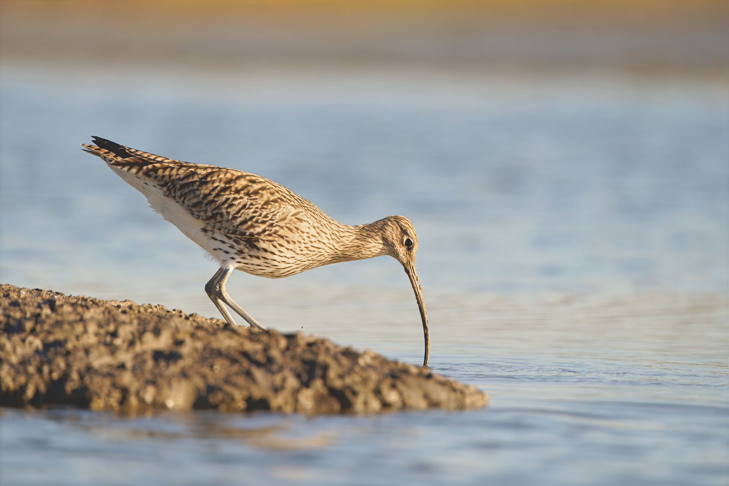Chiurlo maggiore (Numenius arquata)