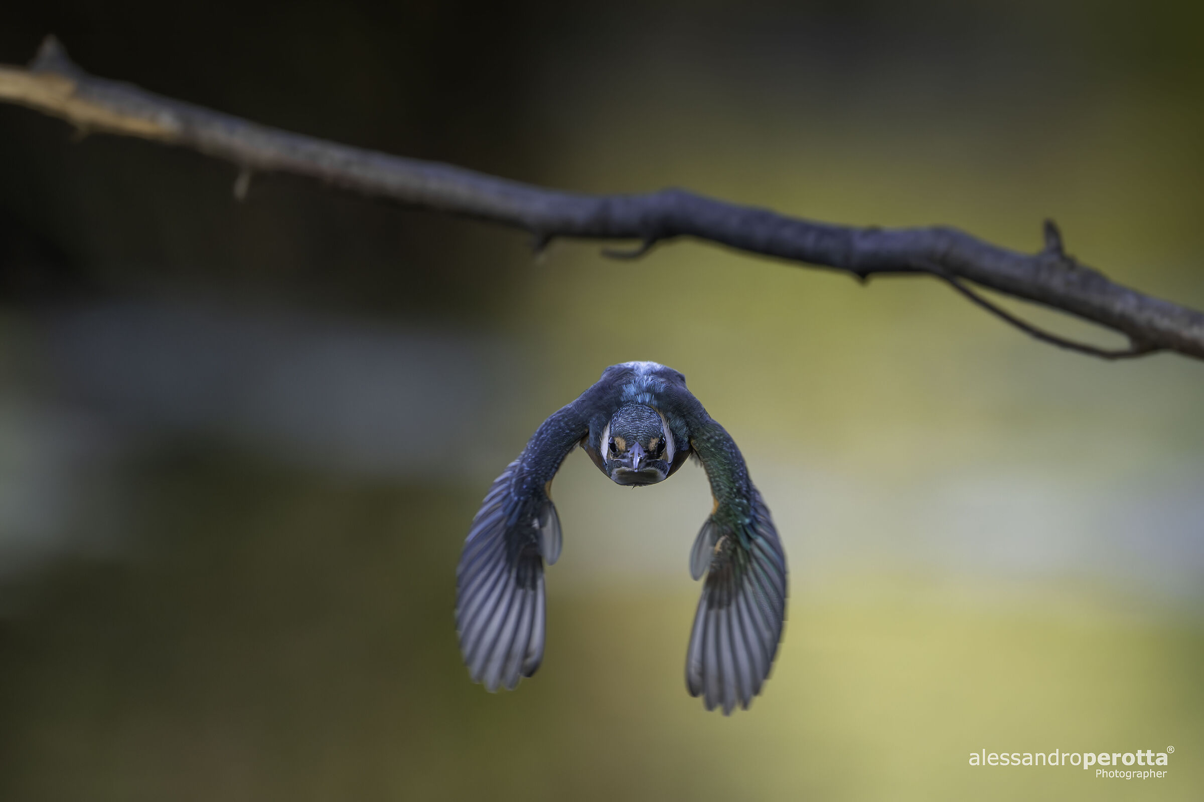 Alcedo atthis