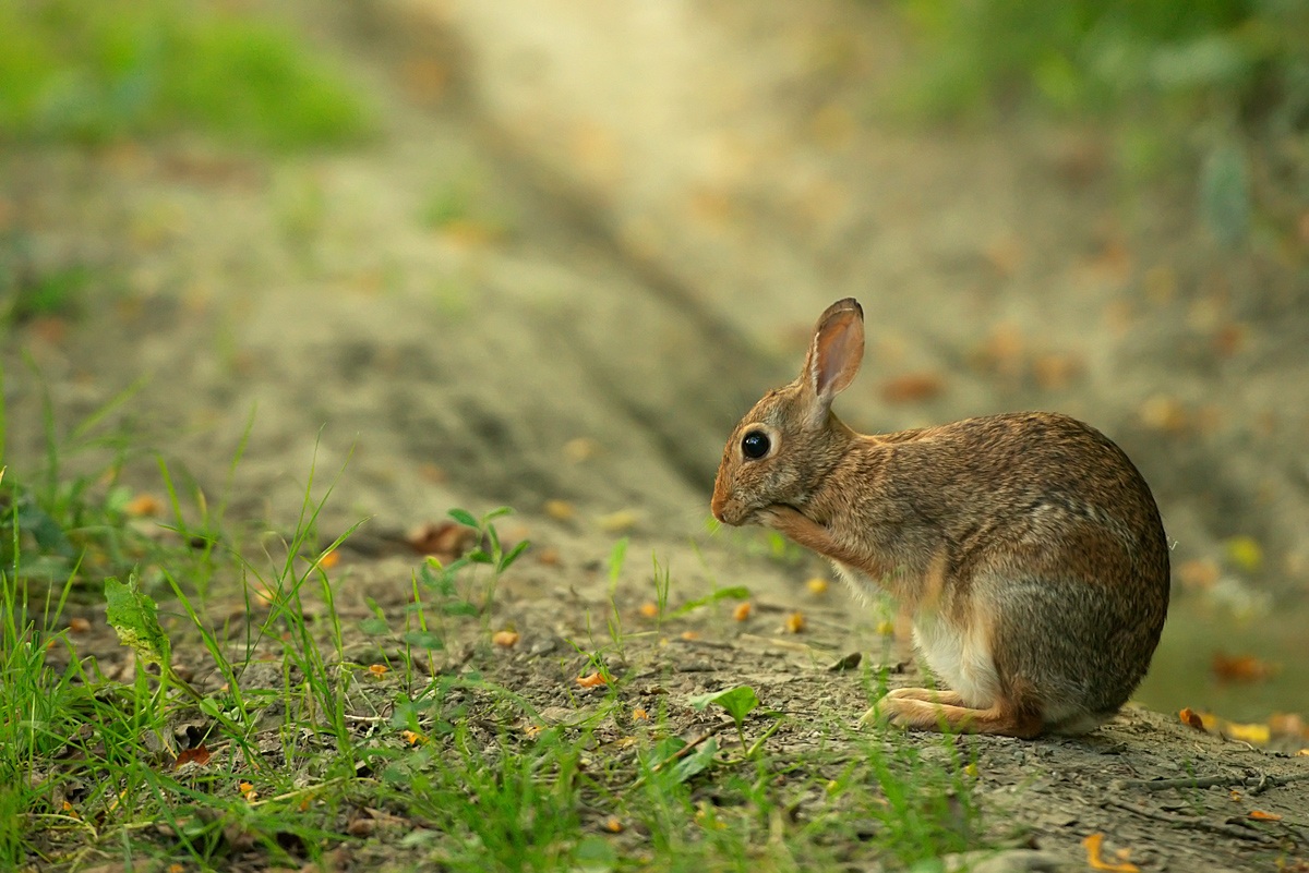 morning toilet a mini hare