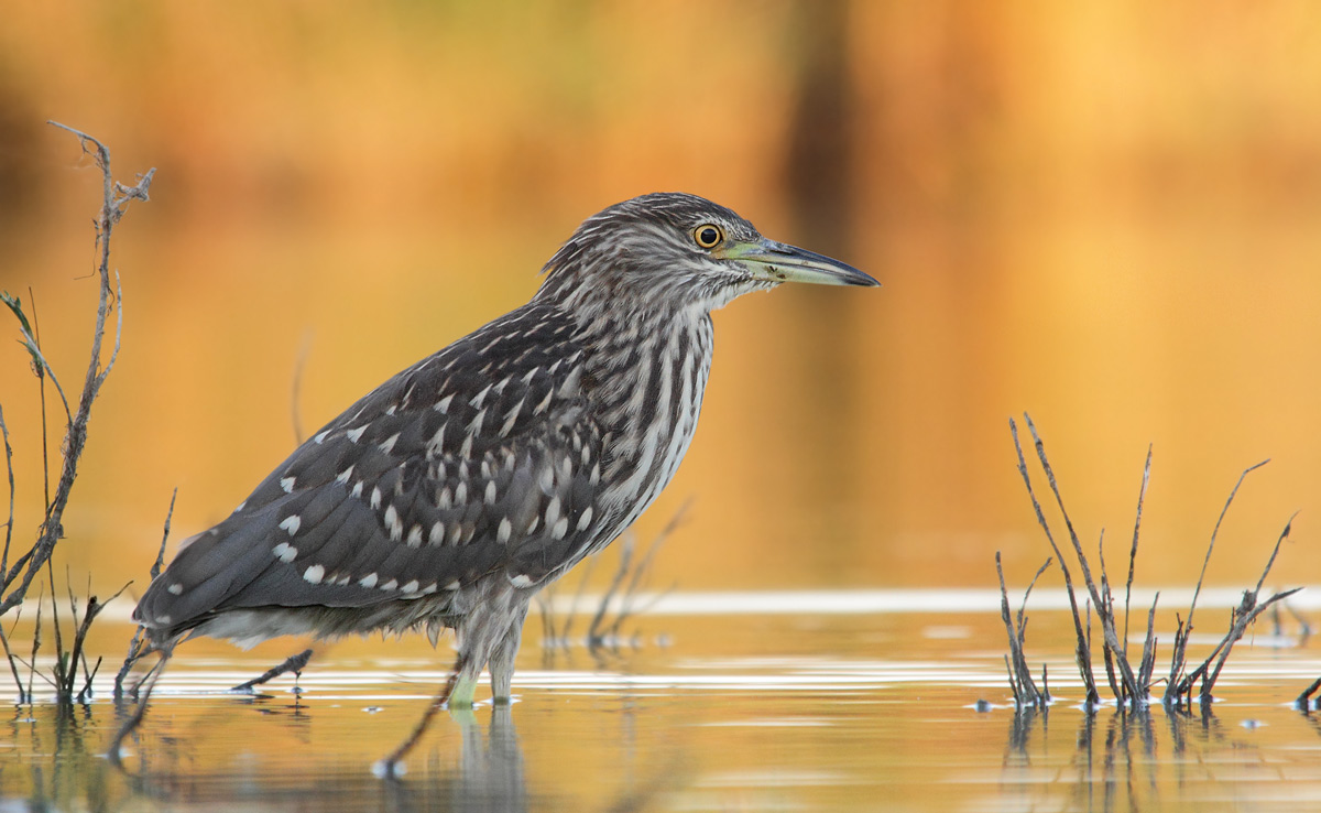 Night Heron