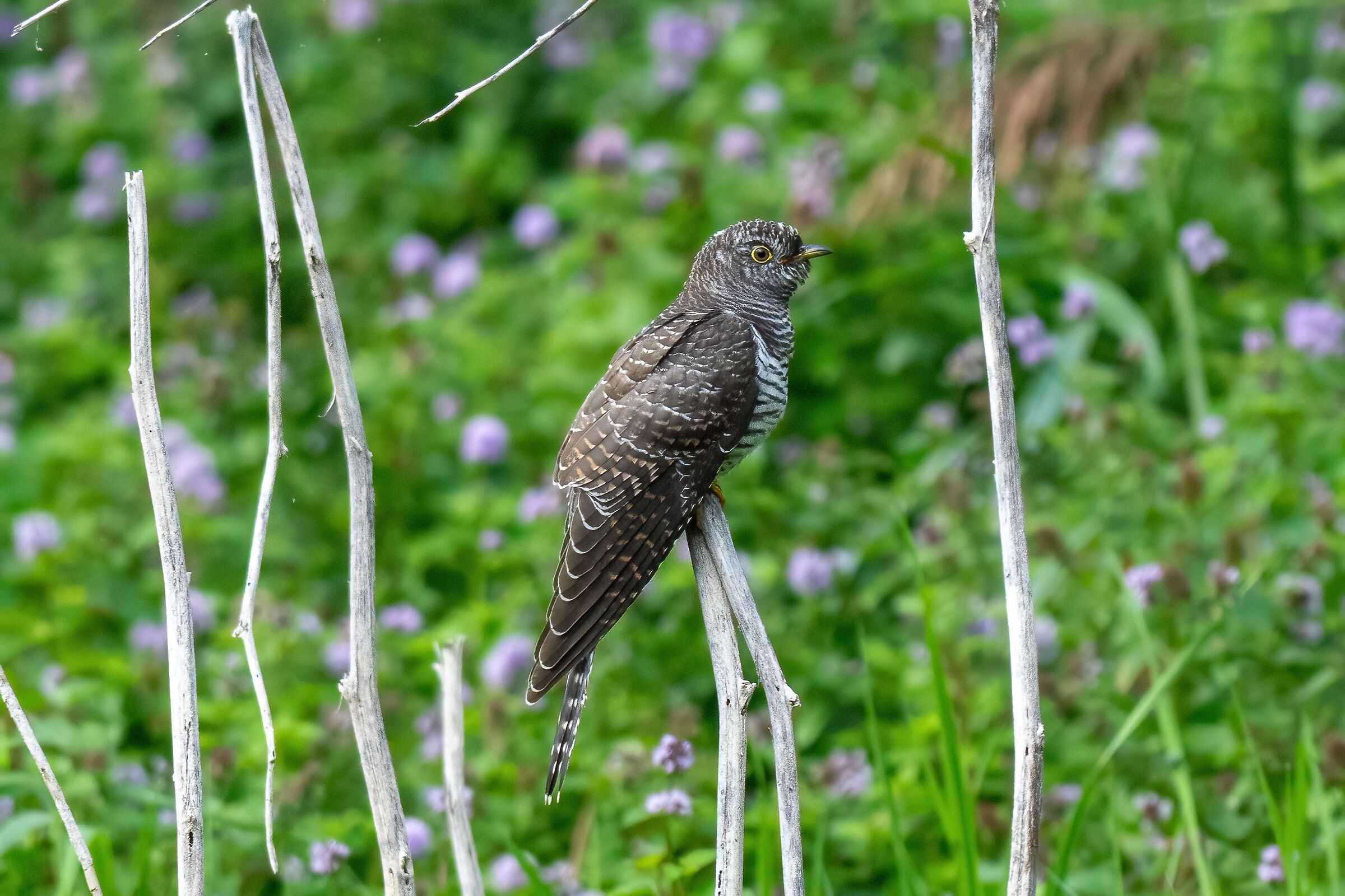 Cuculo (Cuculus canorus)