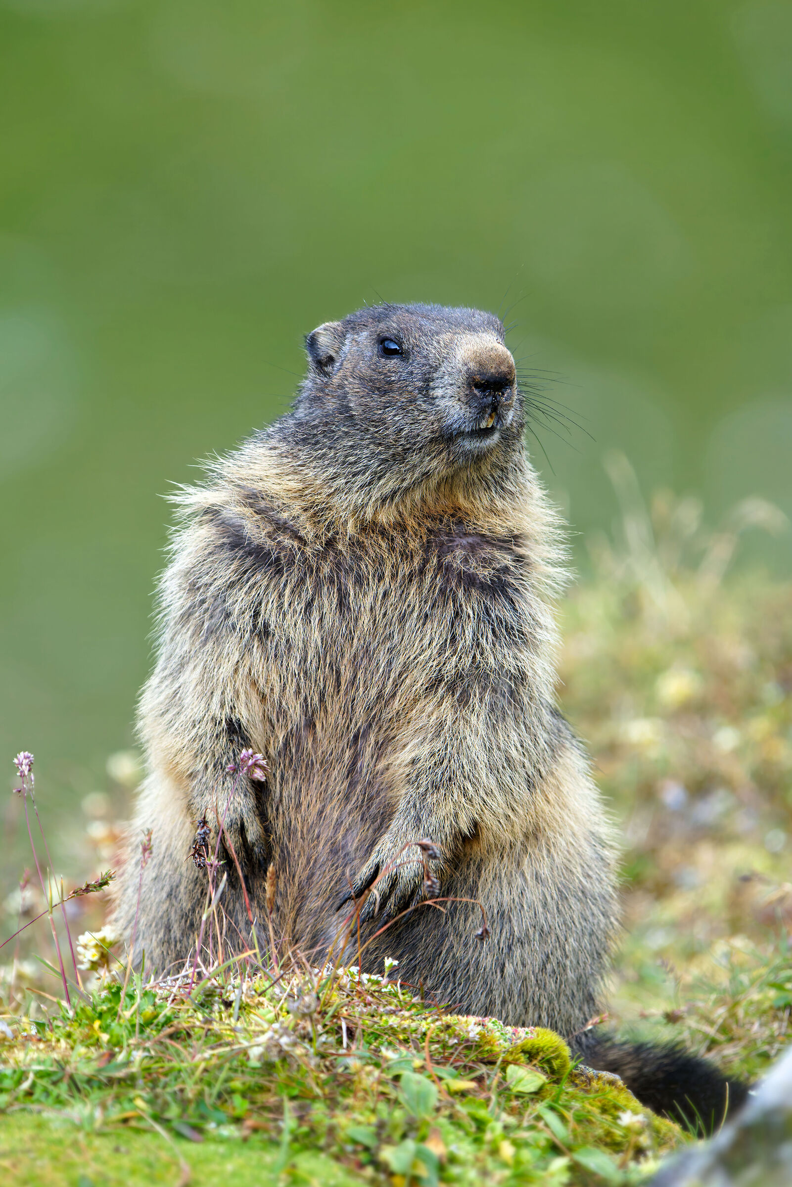 Marmotta