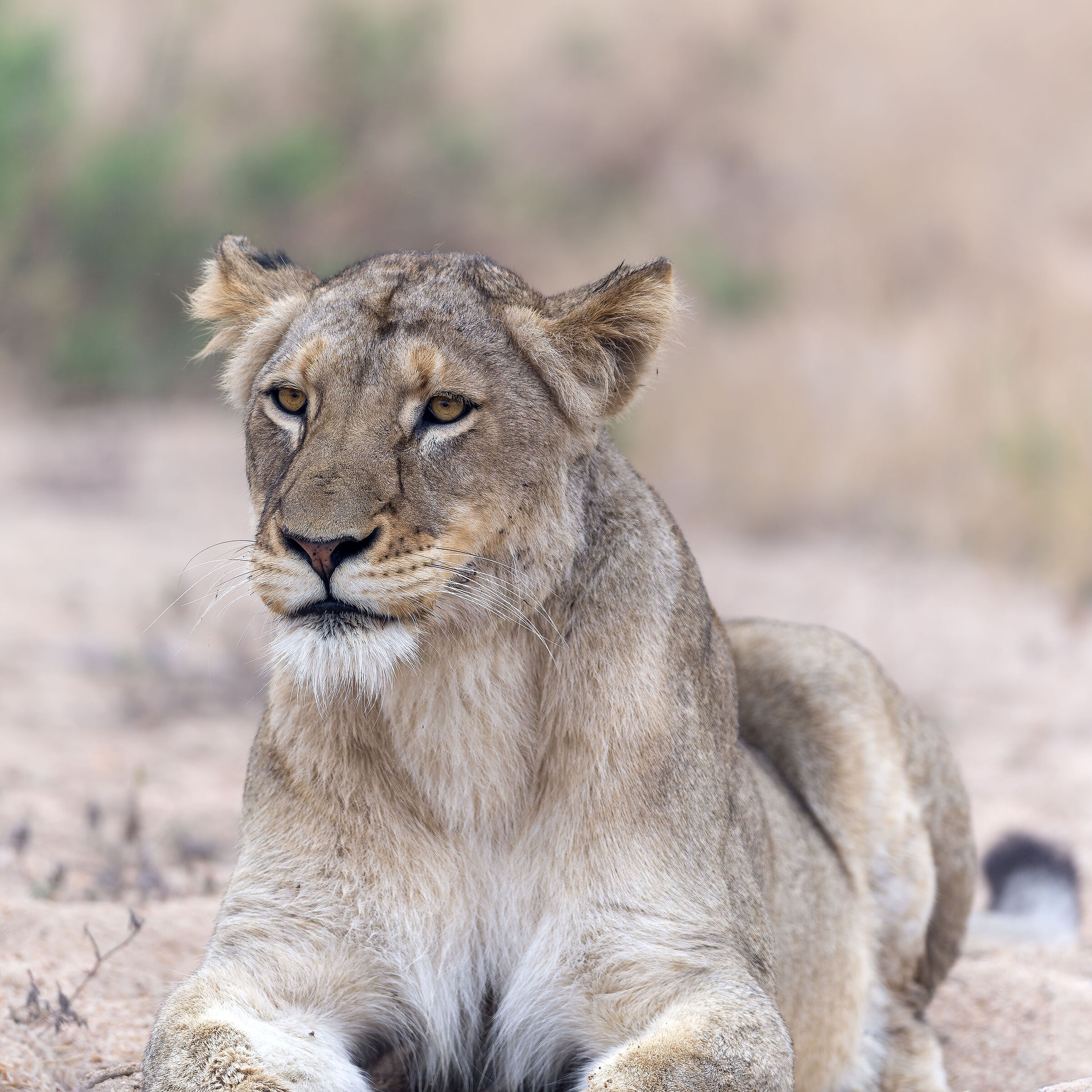 Lion - Kruger National park - South Africa