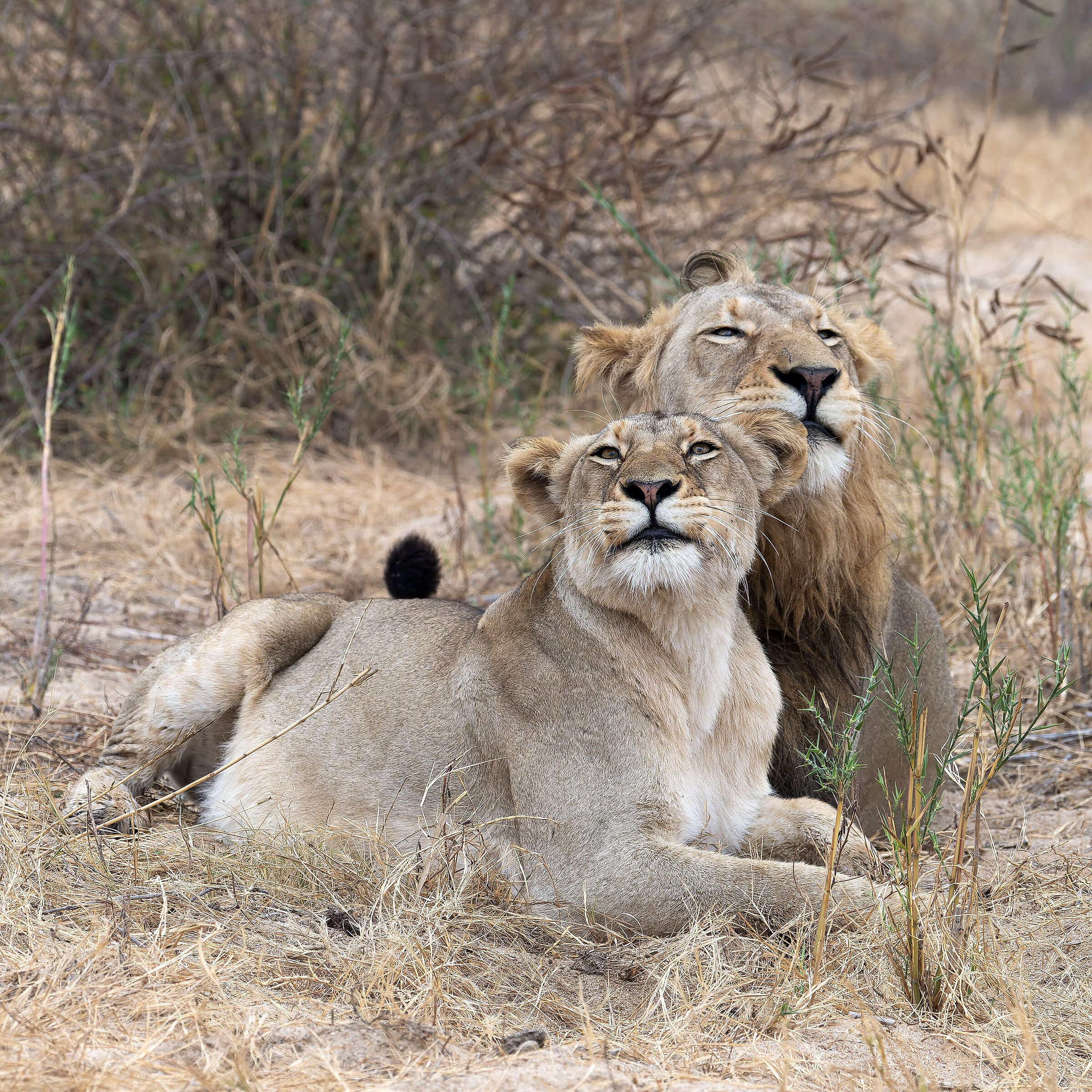 Lion - Kruger National park - South Africa