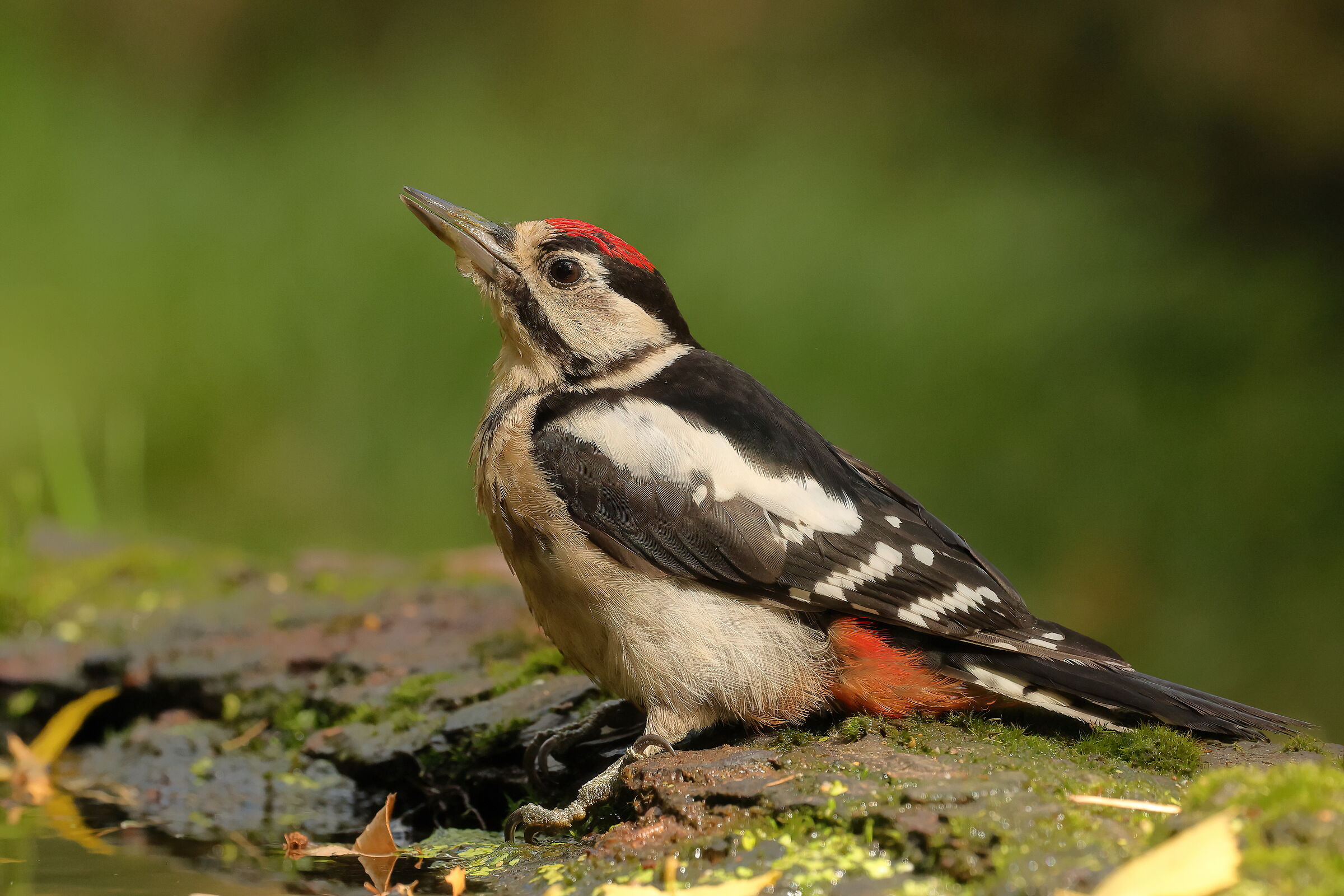 Young Spotted Woodpecker
