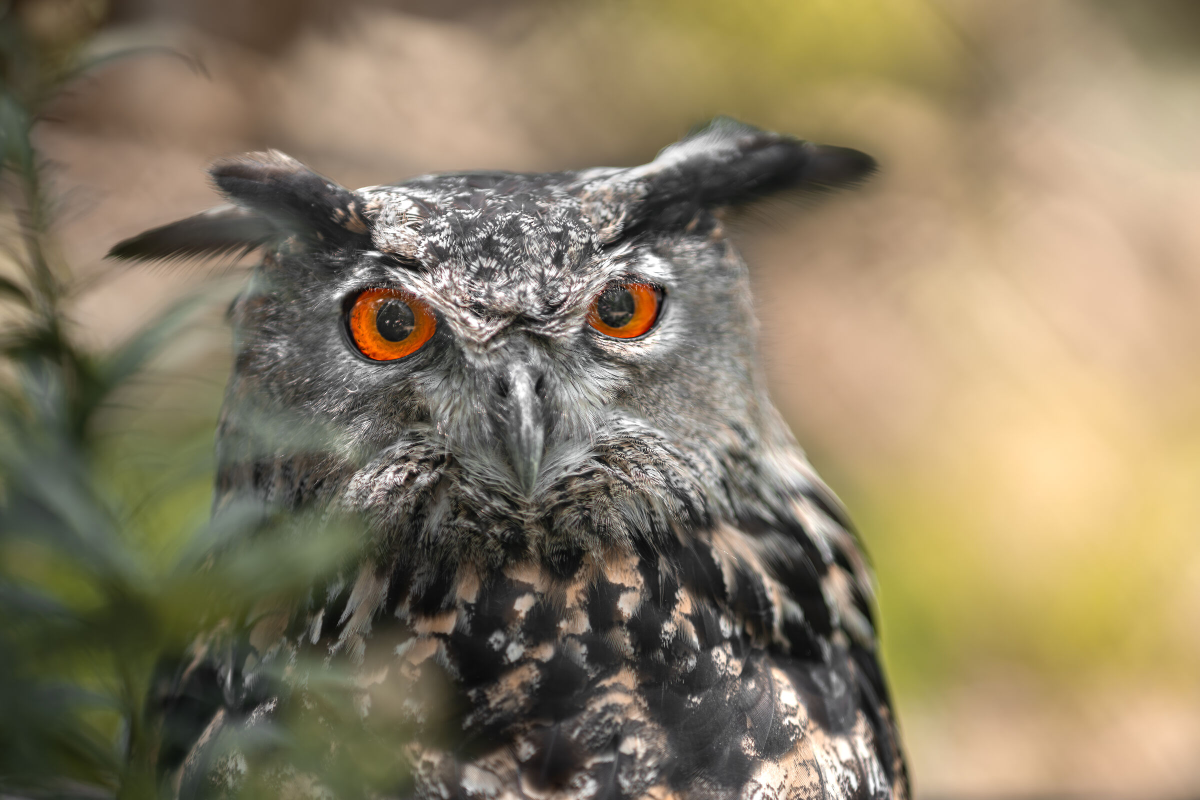 Bubo bubo (Gufo reale)