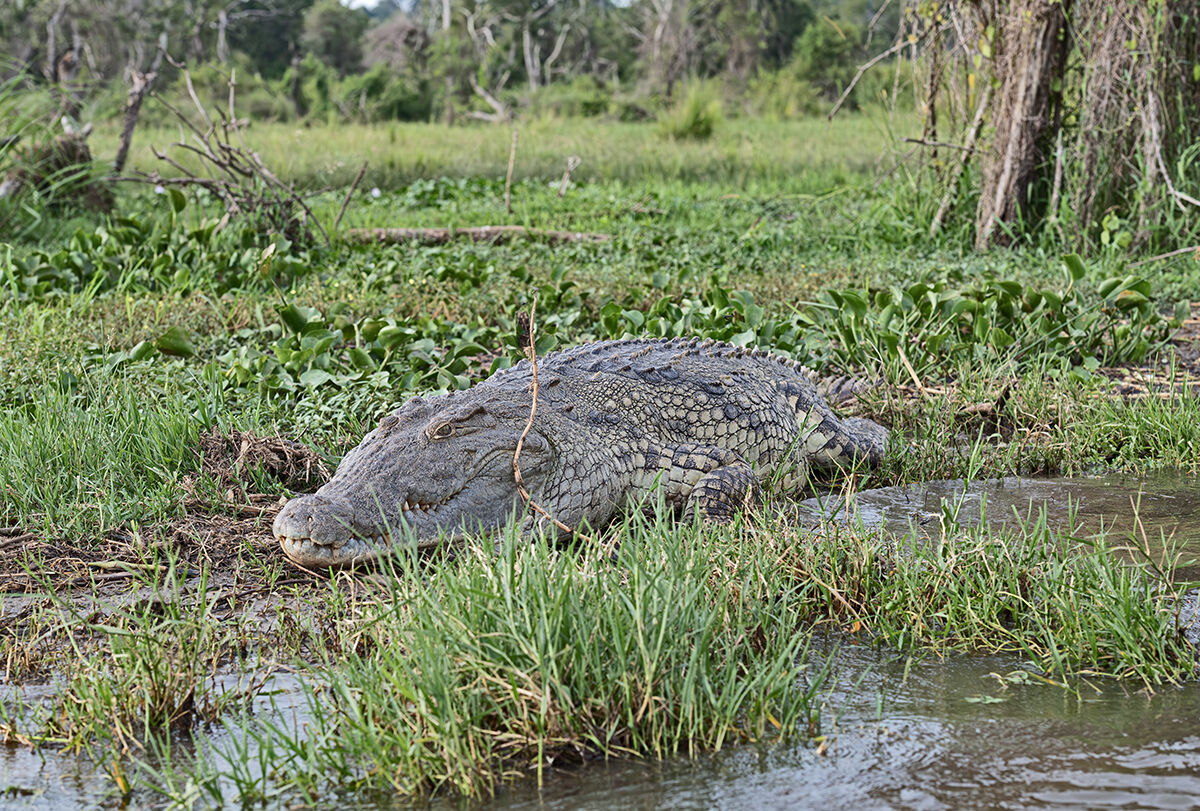 Coccodrillo del Nilo