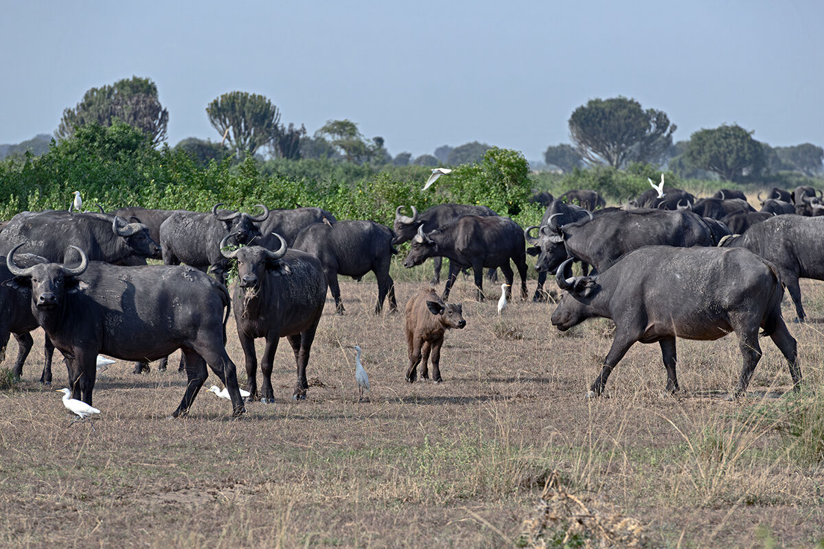 Bufali africani