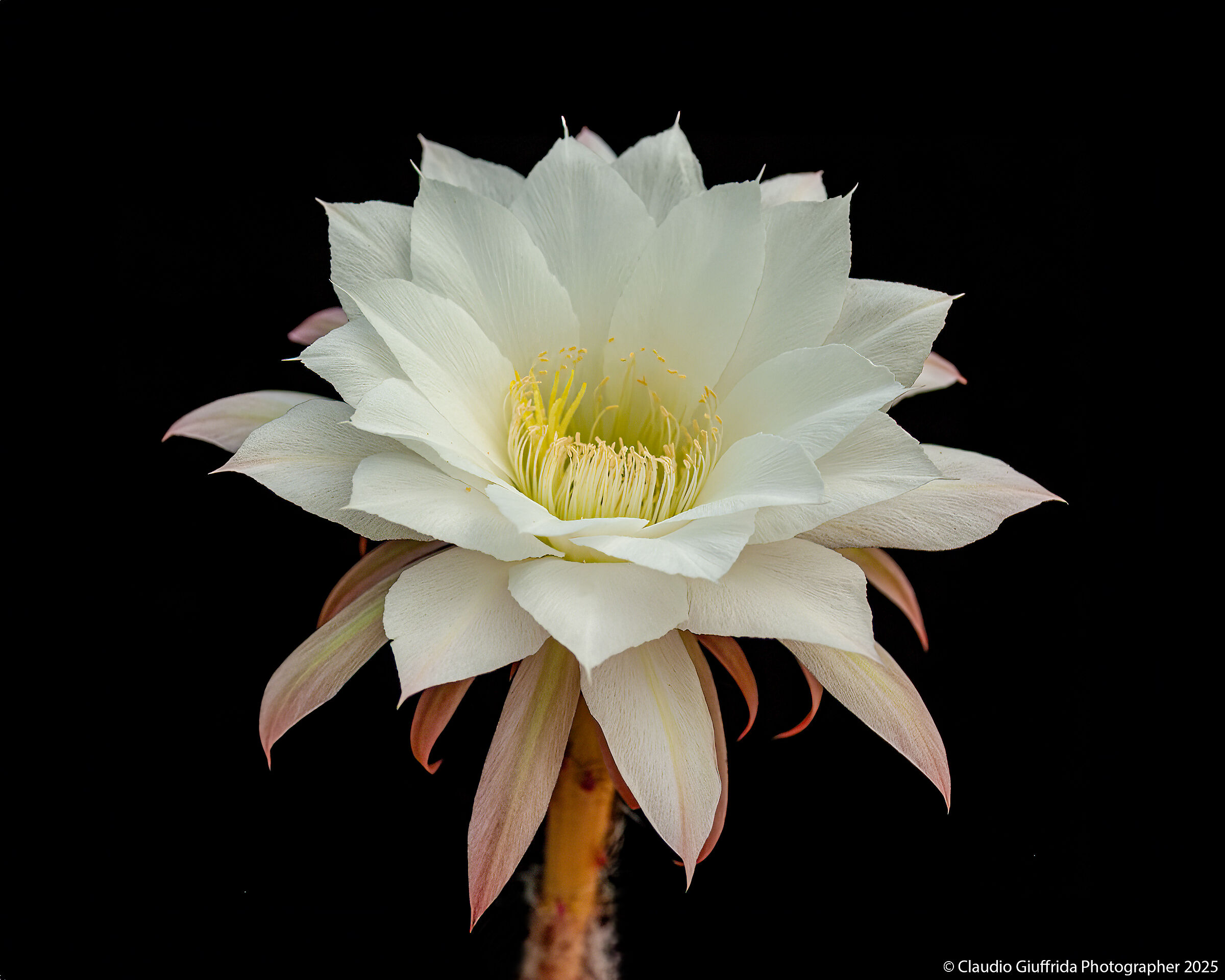 Echinopsis subdenudata