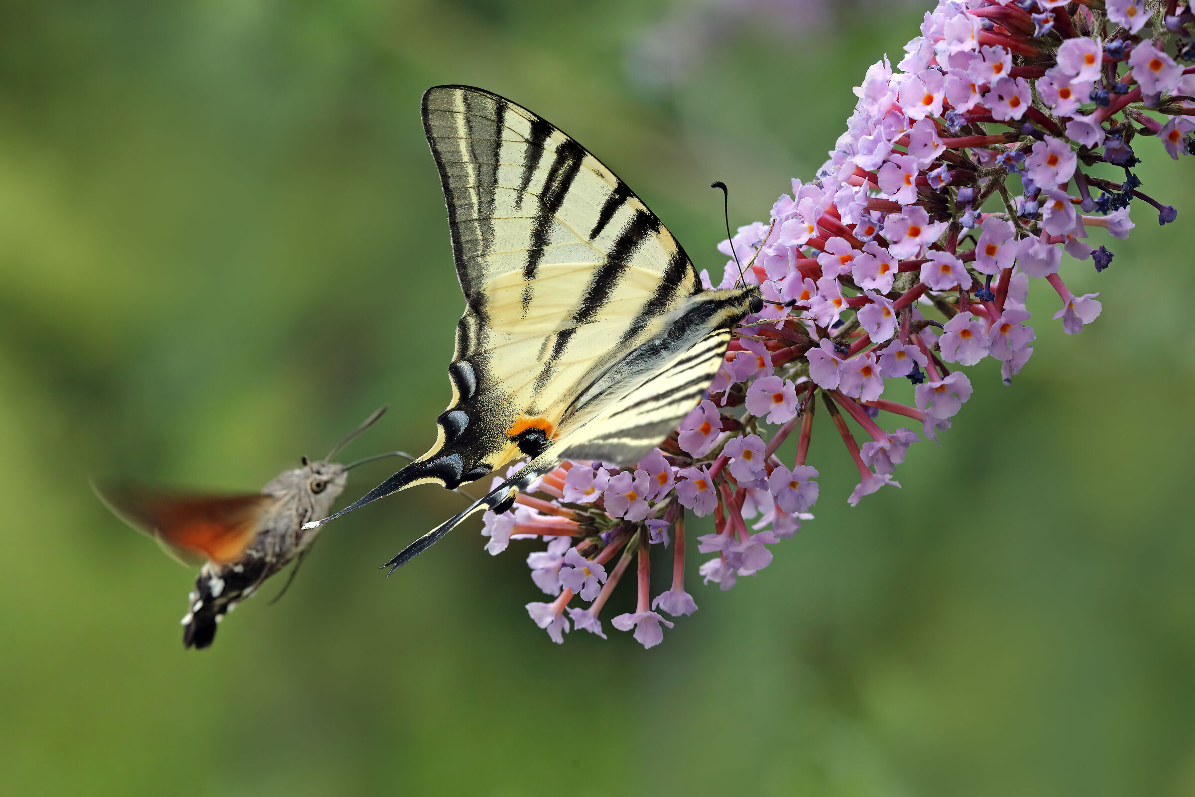 Podalirio e Macroglossa