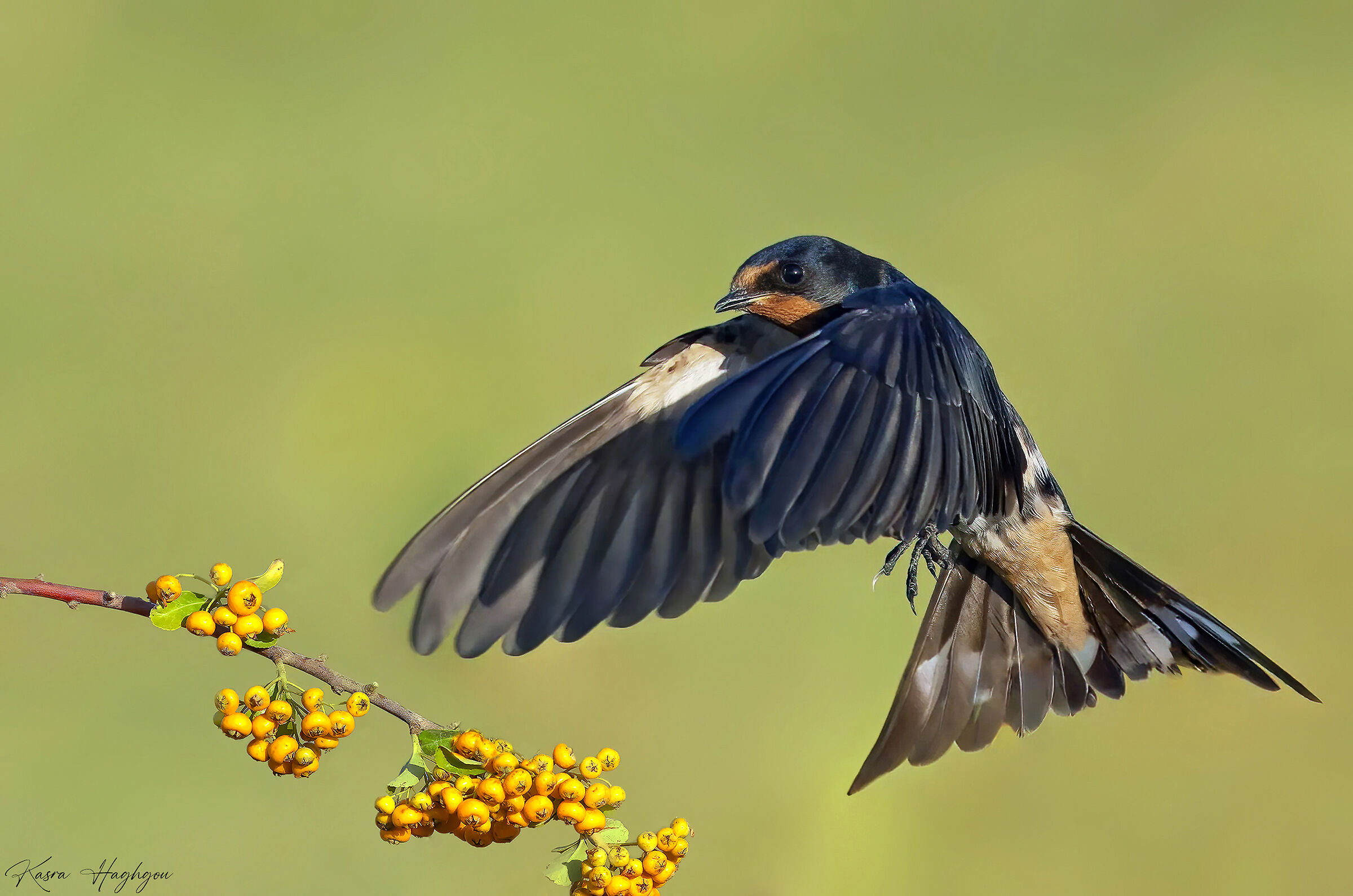 Barn Swallow