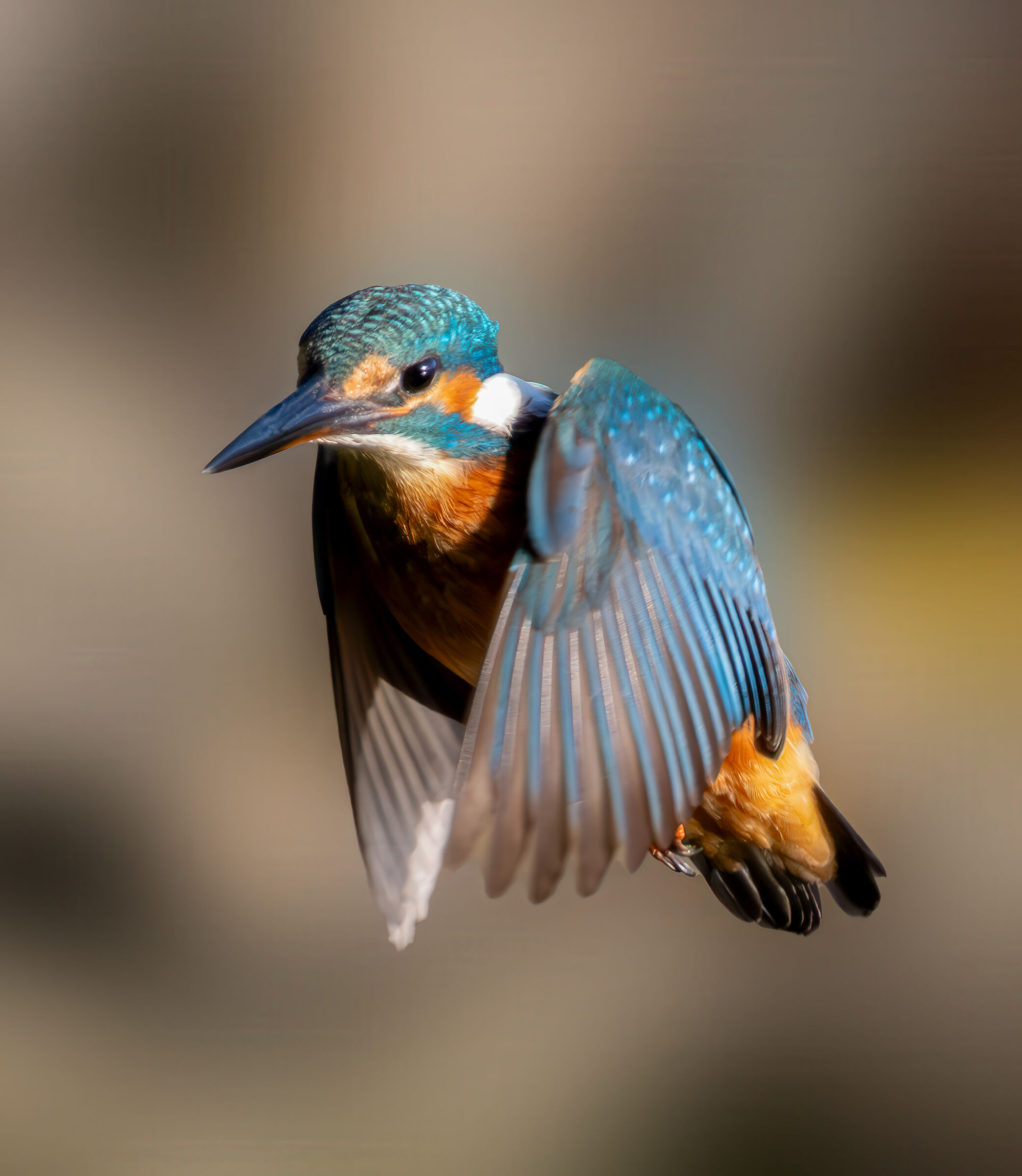 Martin in flight