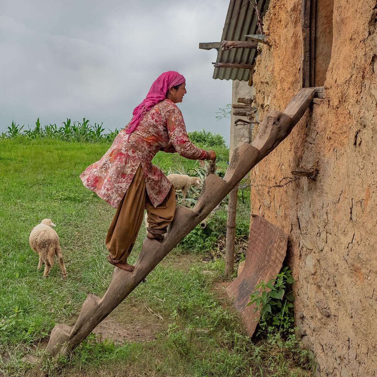 si torna a casa..scala per ingresso di persone e pecore