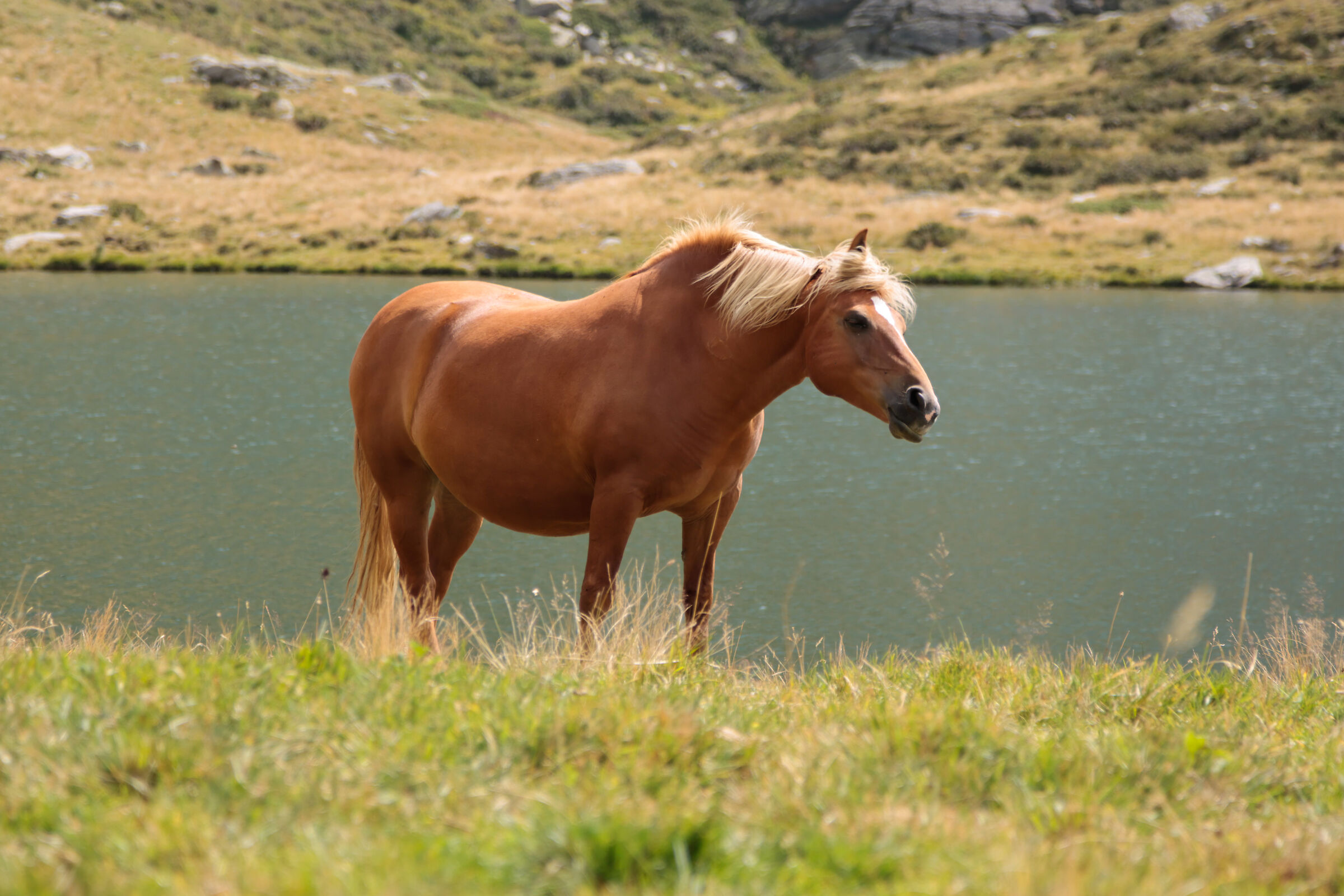 Gold Horse
