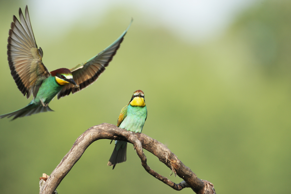 Bee-eaters