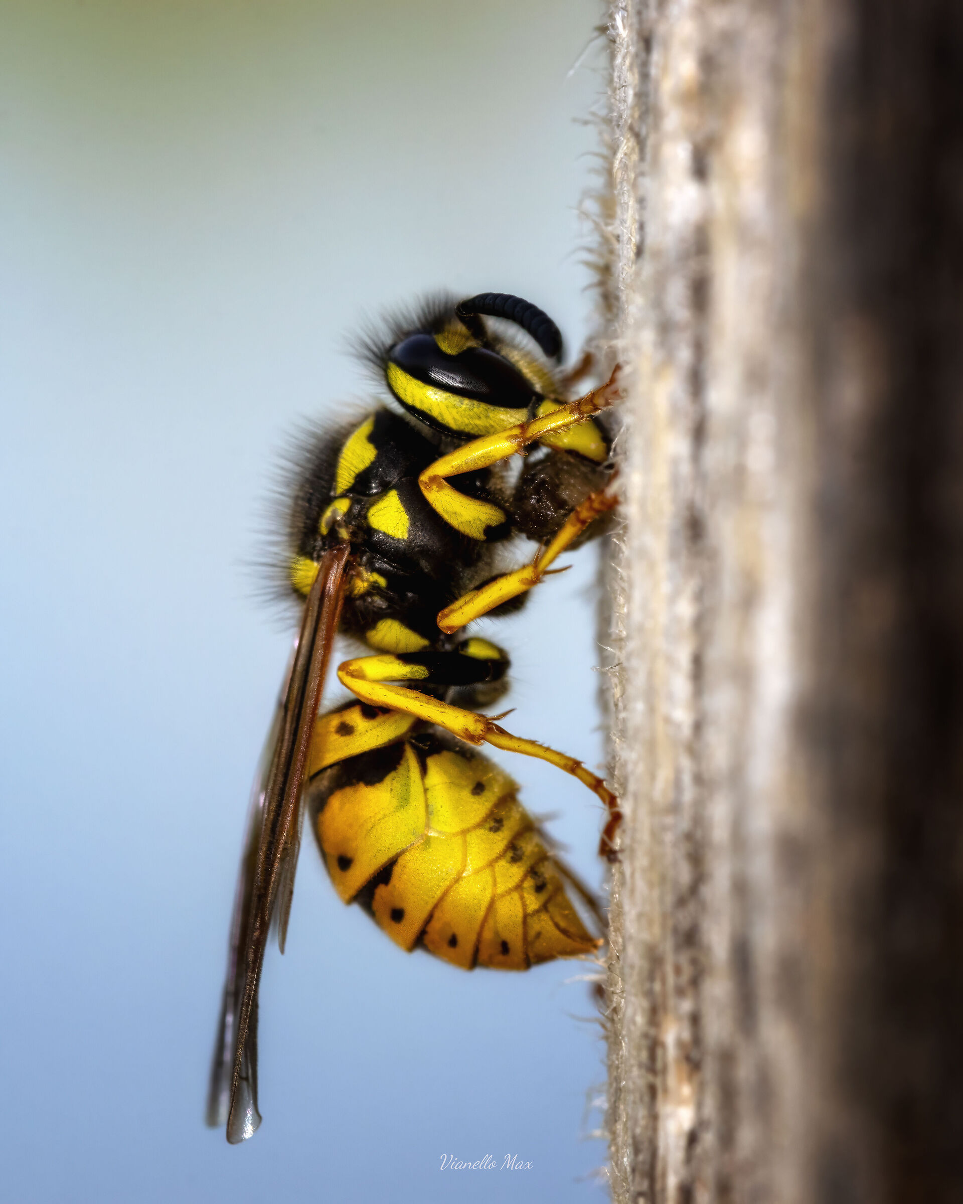 vespula germanica