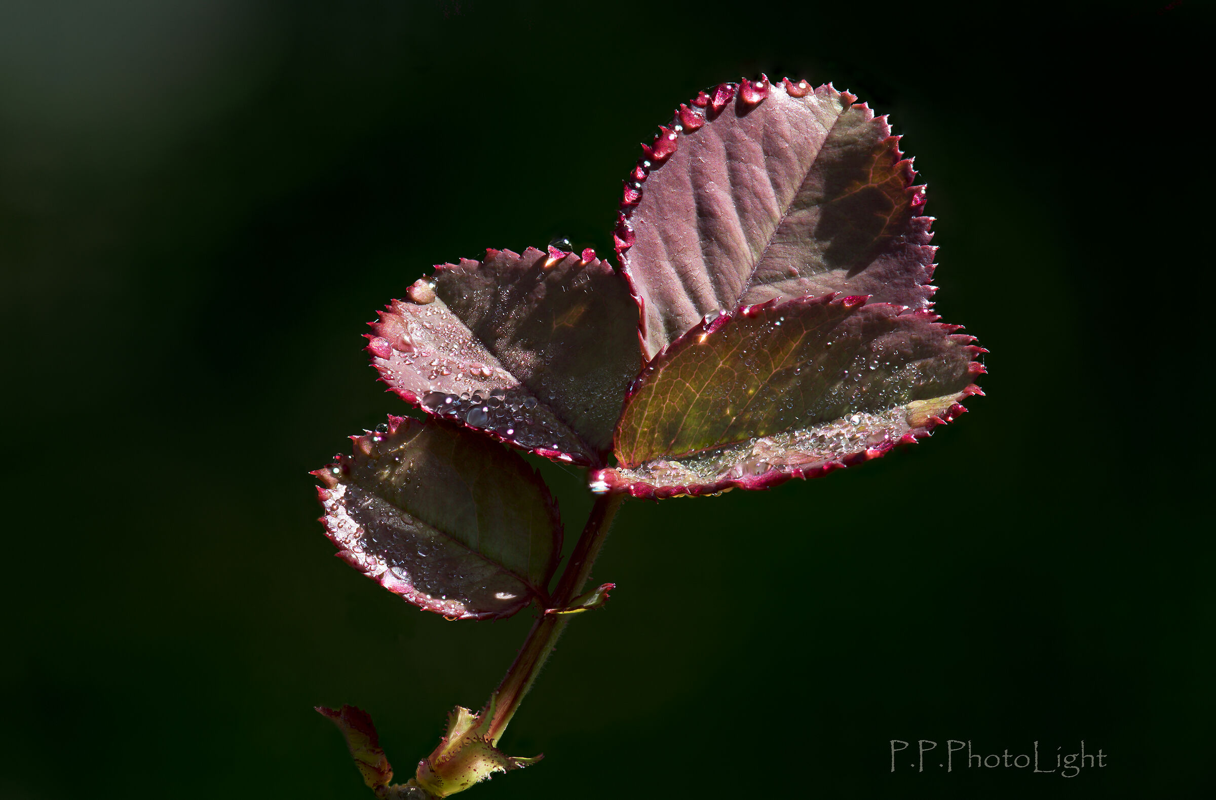 roses... leaves with dew